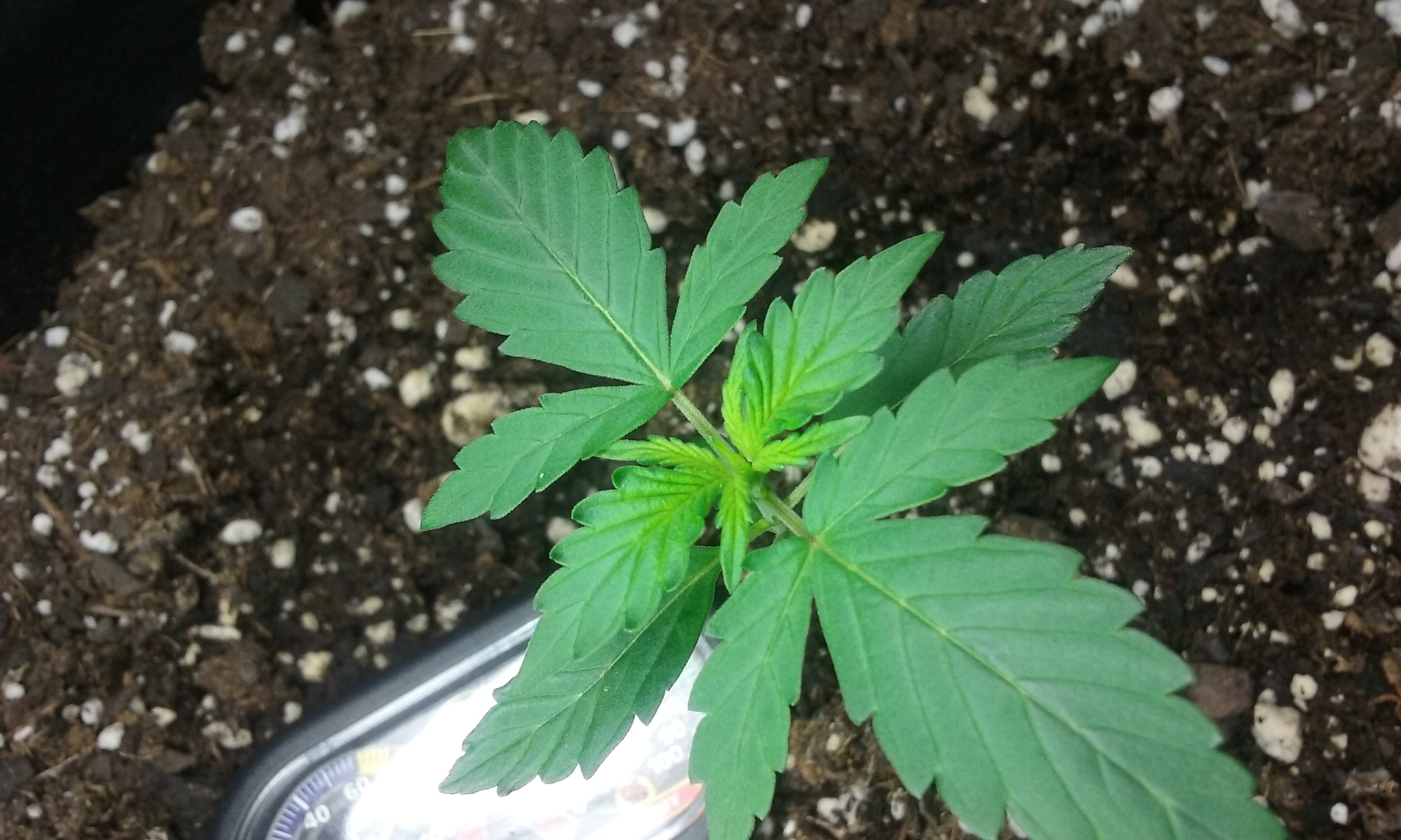 Day 15