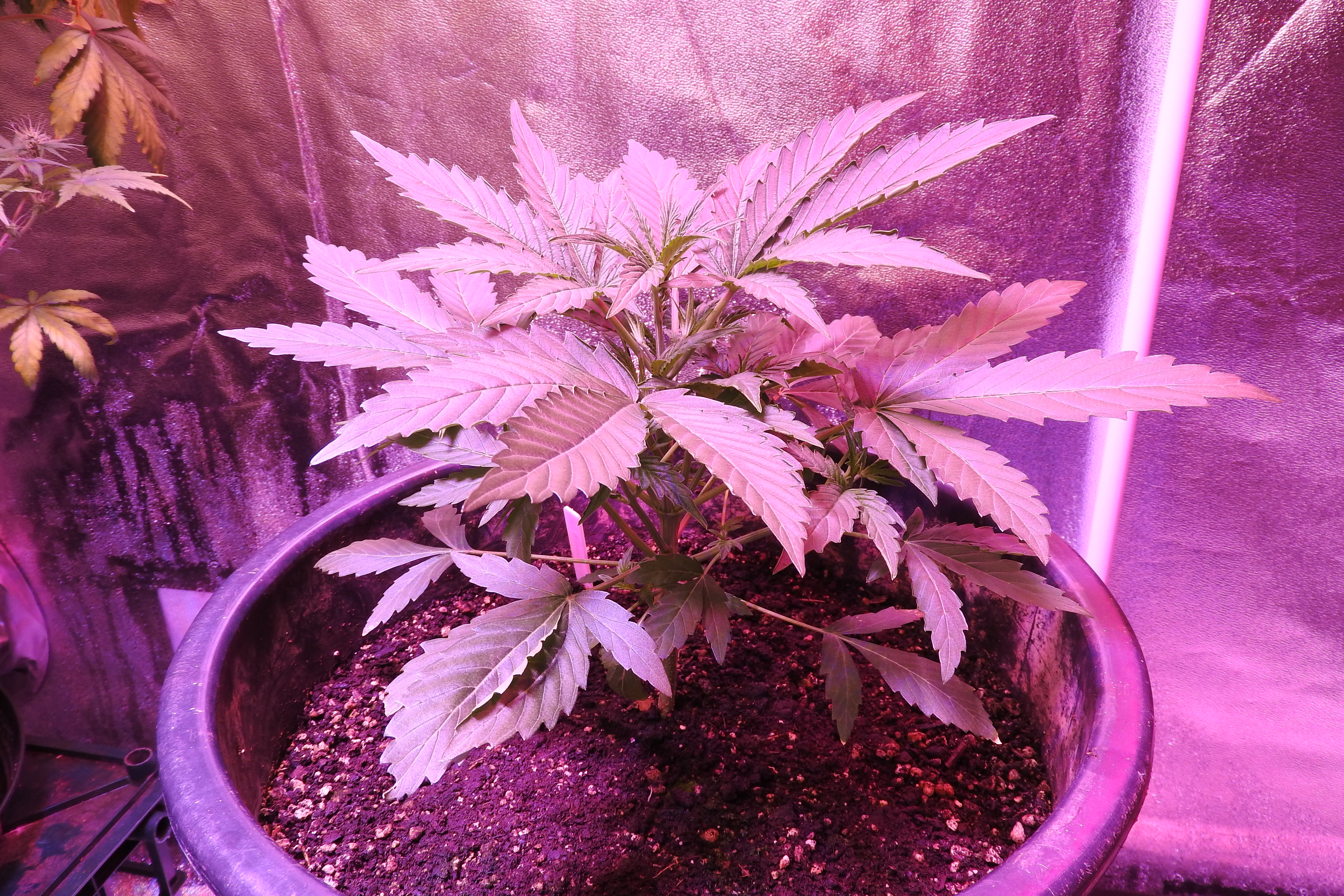 Day 25