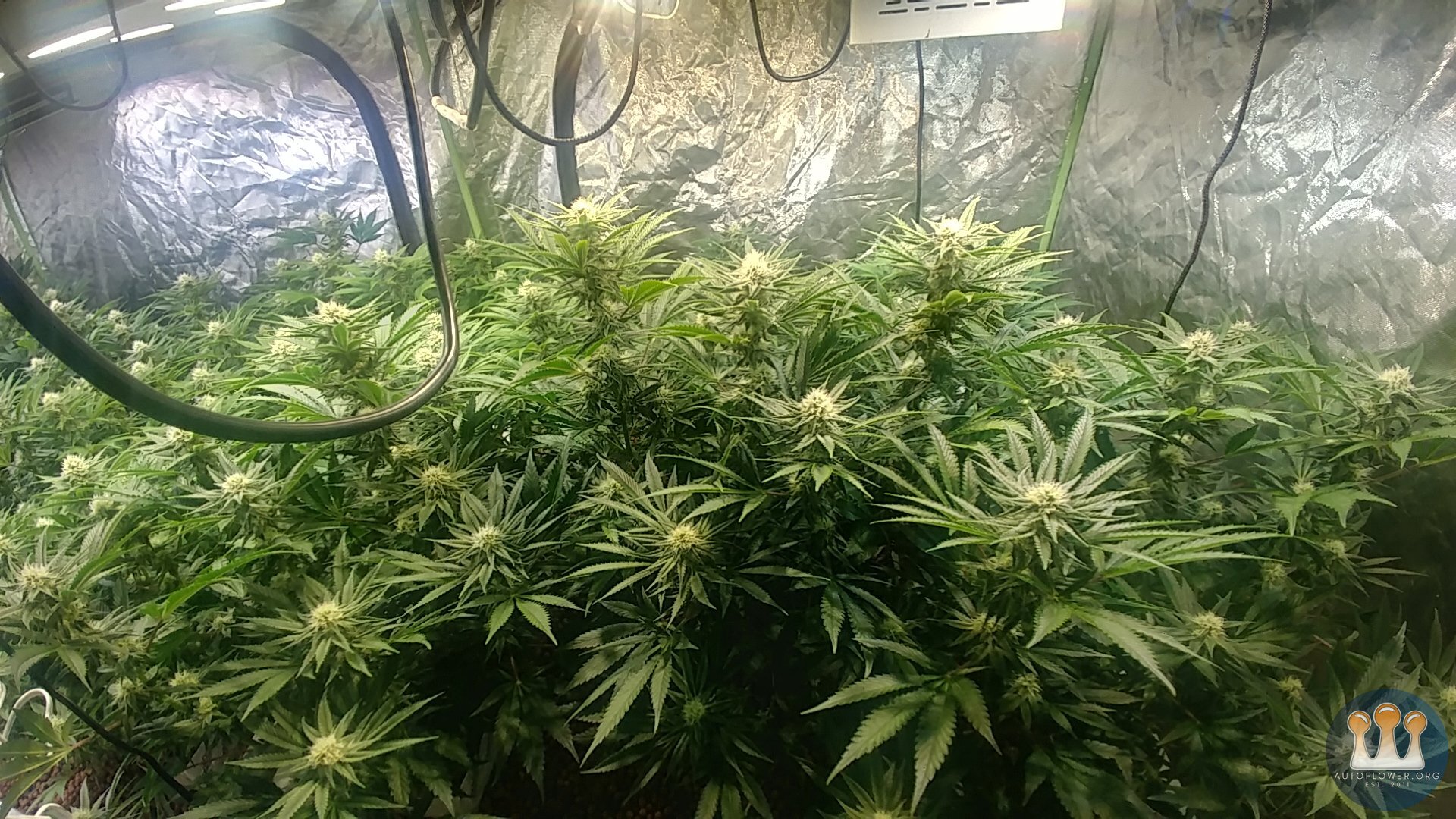 Day 28 Flower