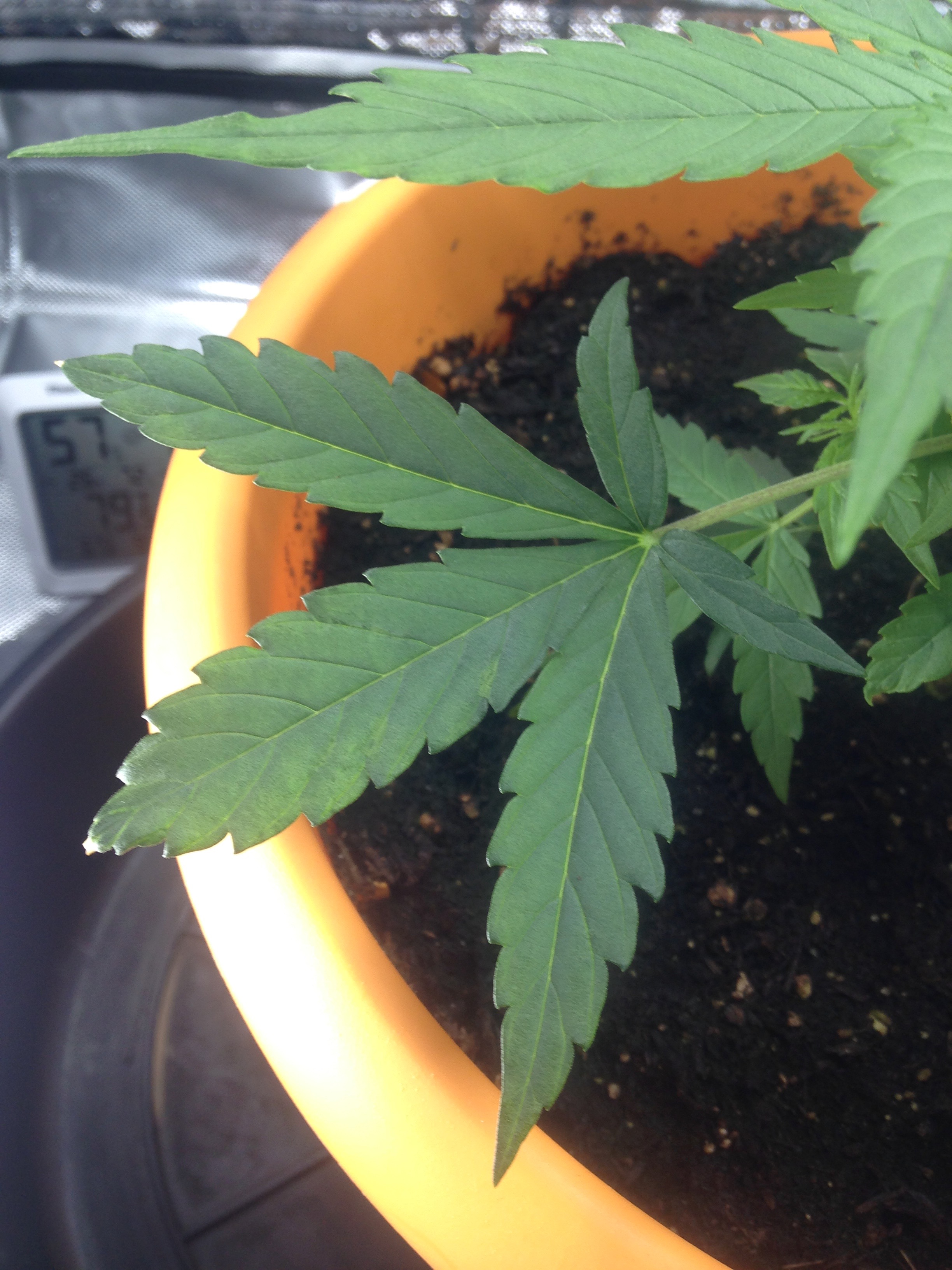 Day 31 Leaf