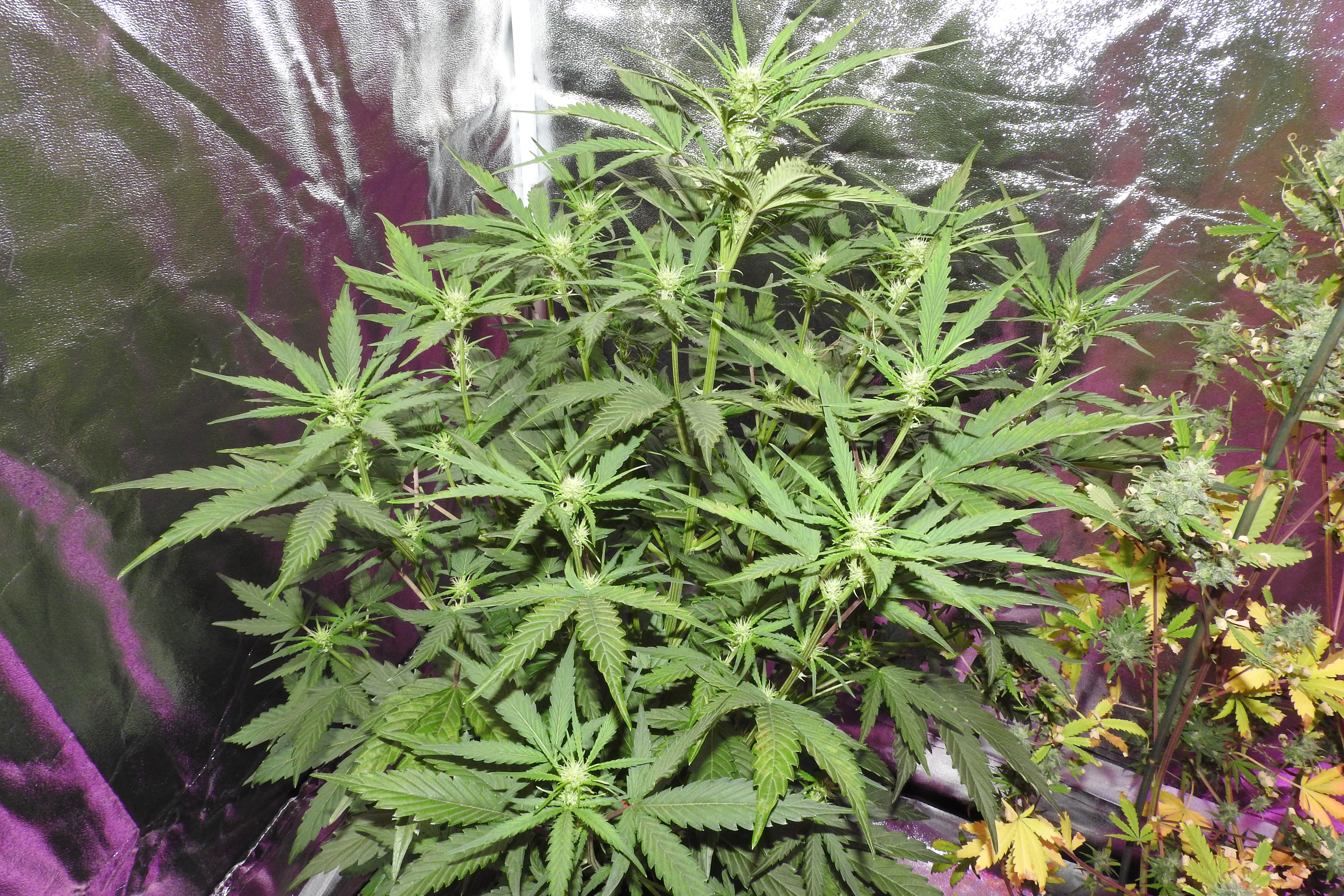 Day 35