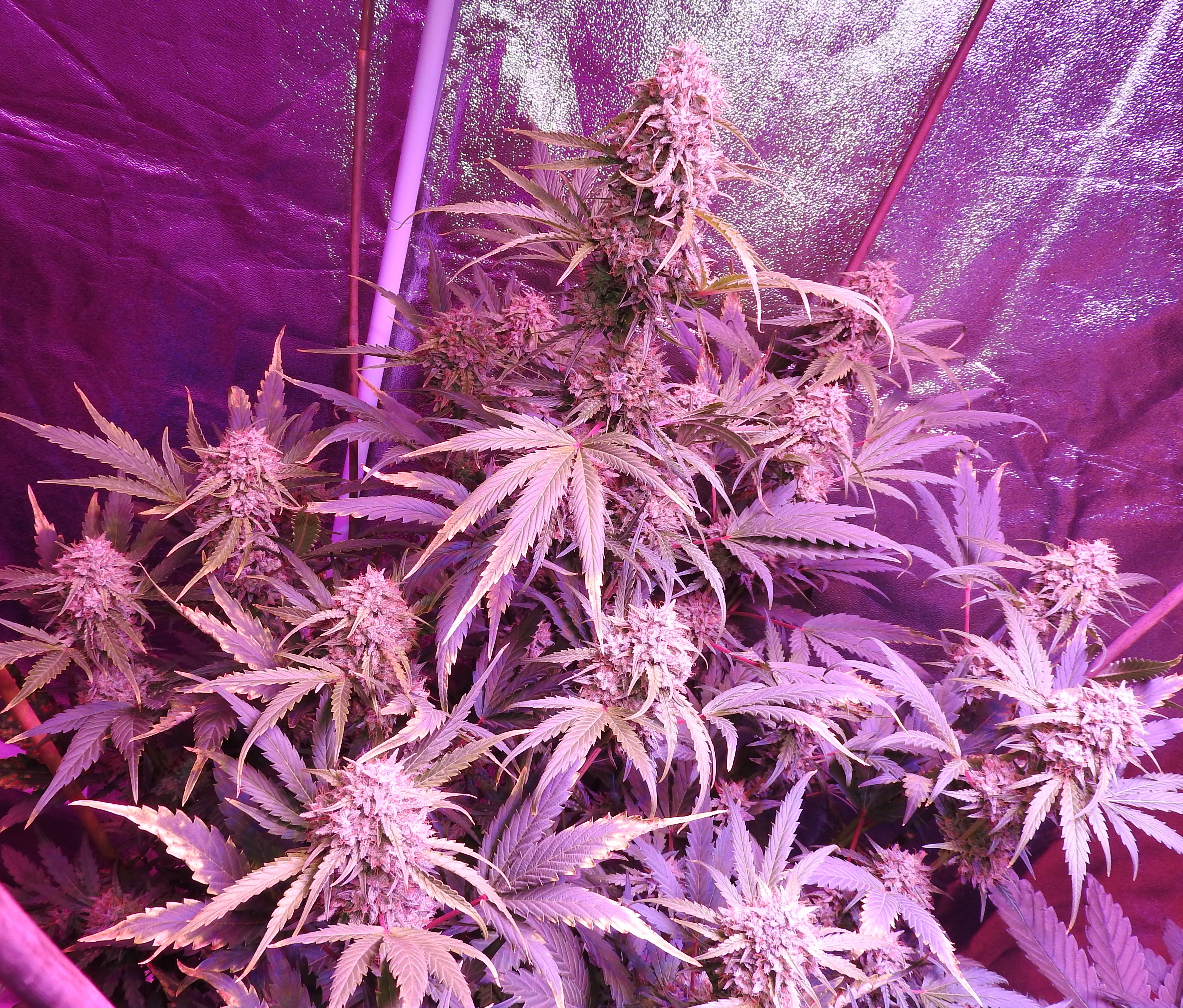 Day 65 Canopy
