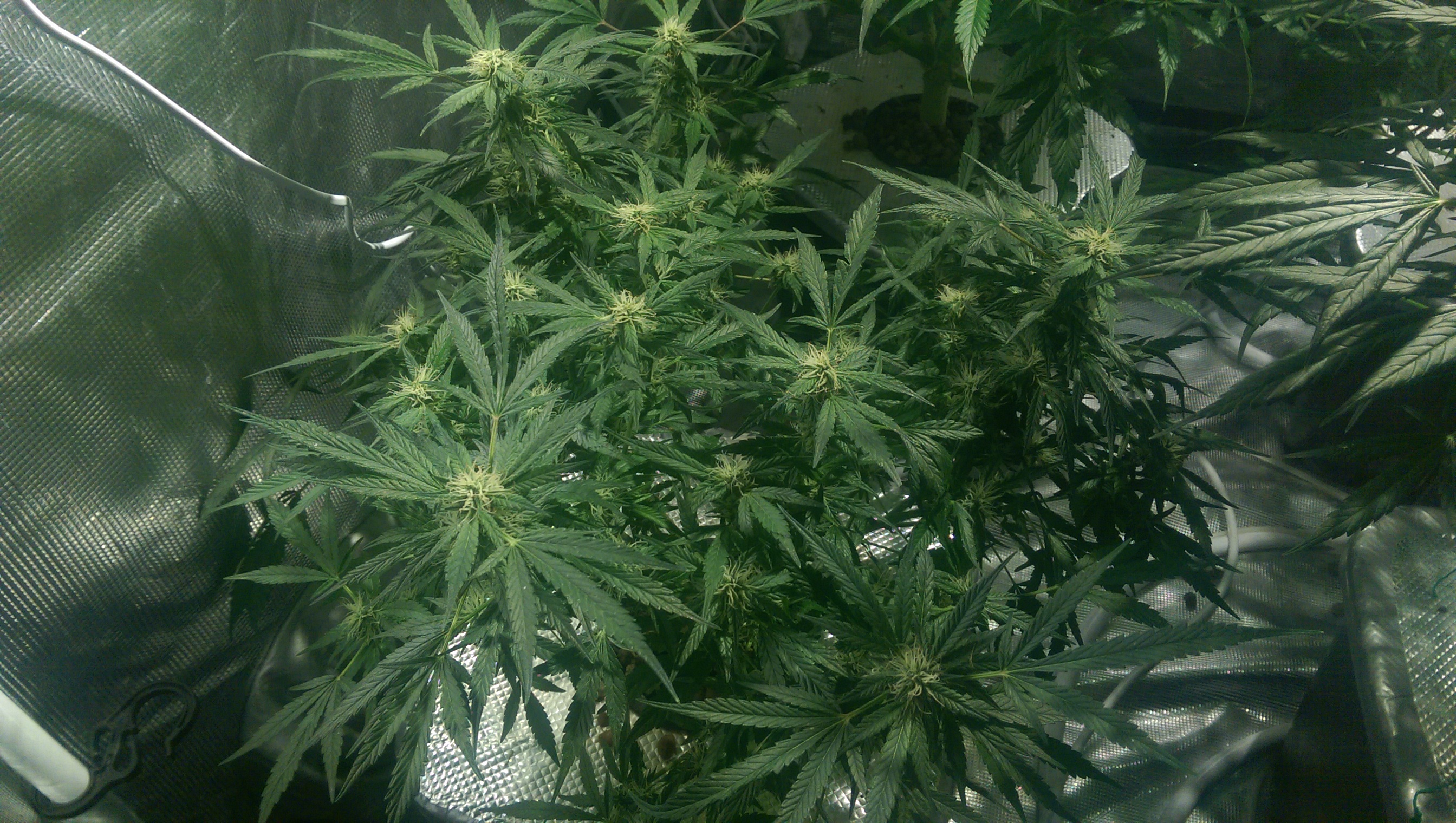 Day 74
