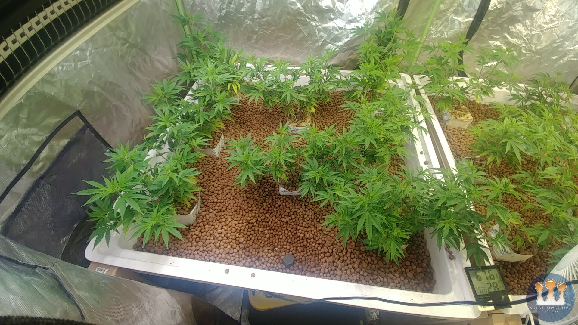Day 8 Flower