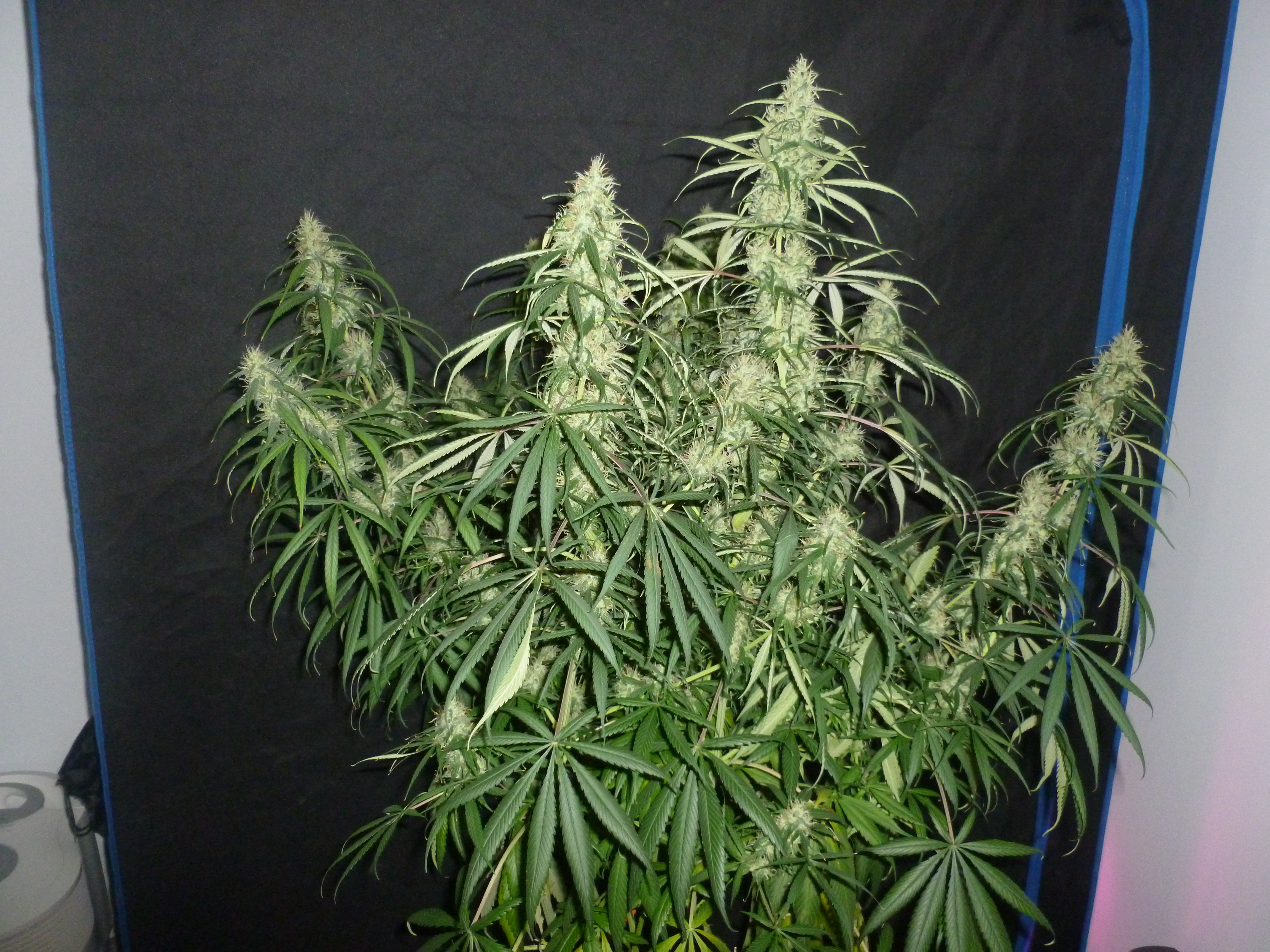 Day 91 Super Silver Haze
