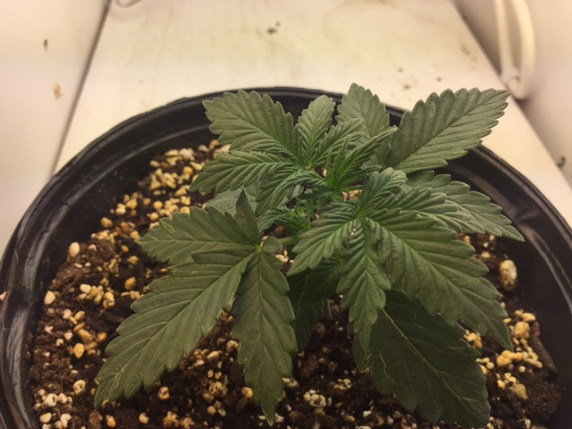 Day17_041419_SC