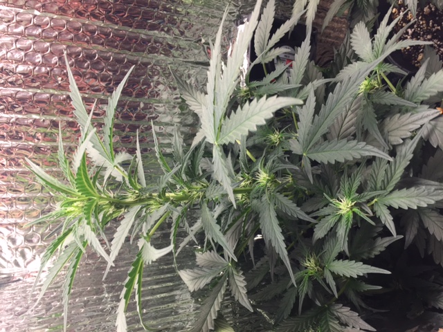 Day35_SC