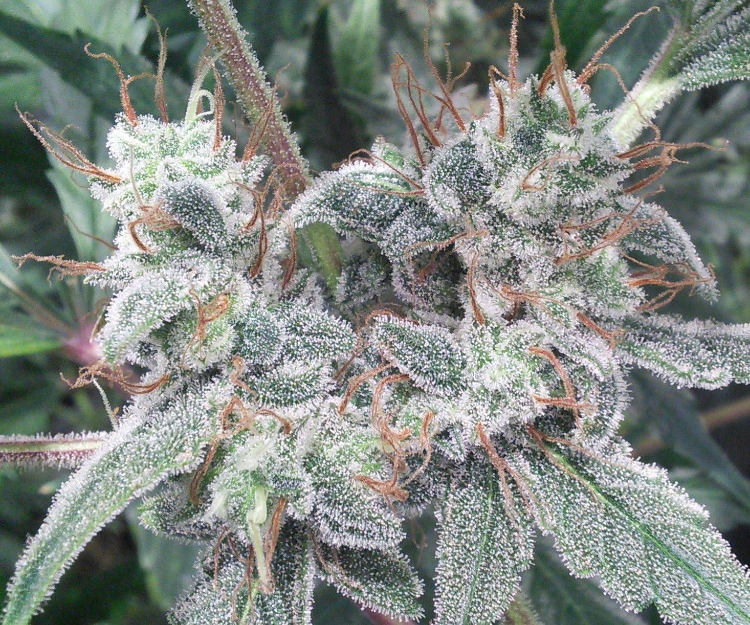 Double Grape DAY 64