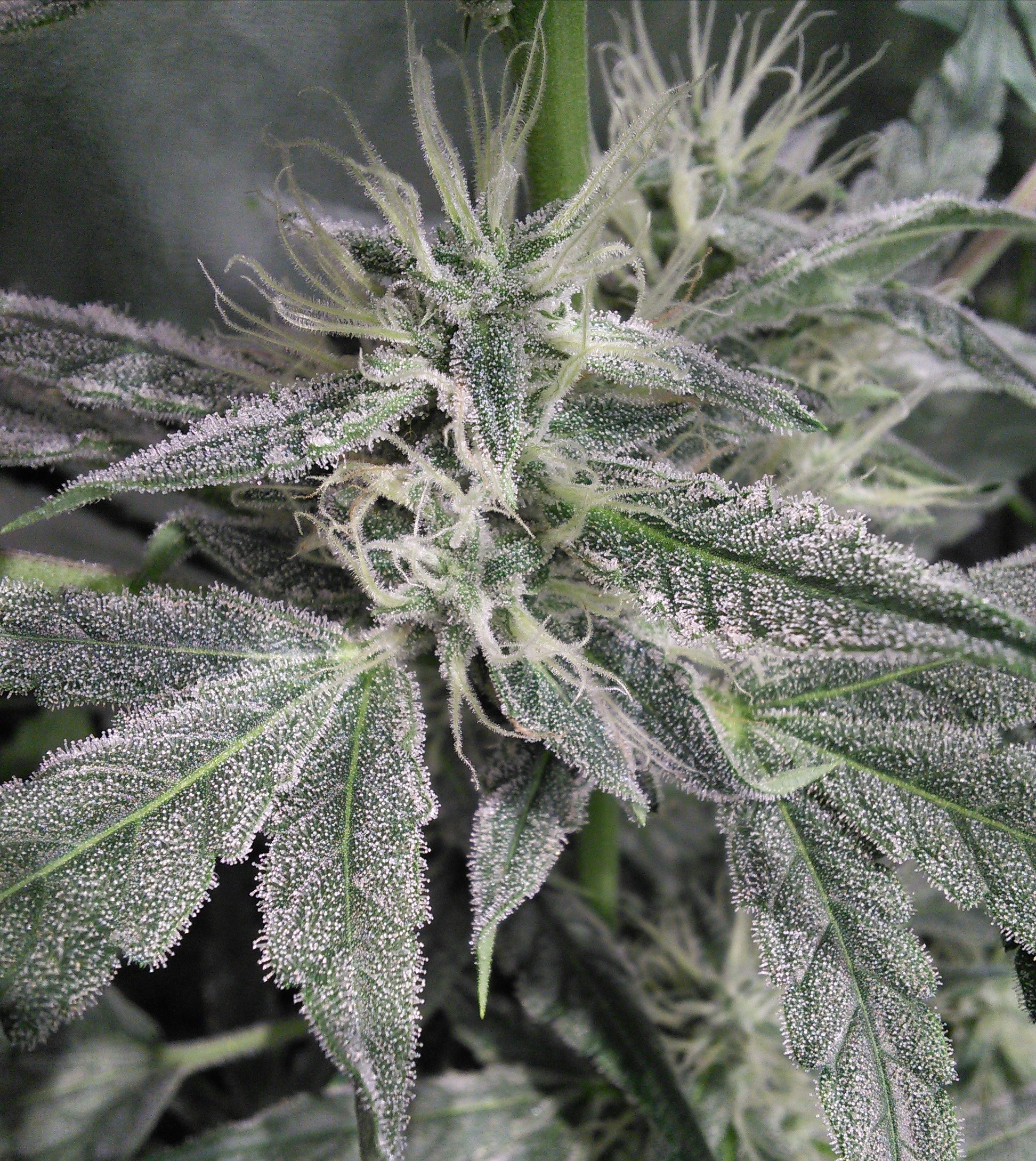Double Grape lower nug DAY 49