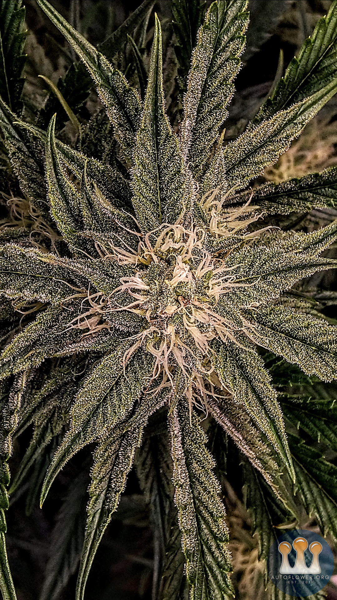 Double Grape