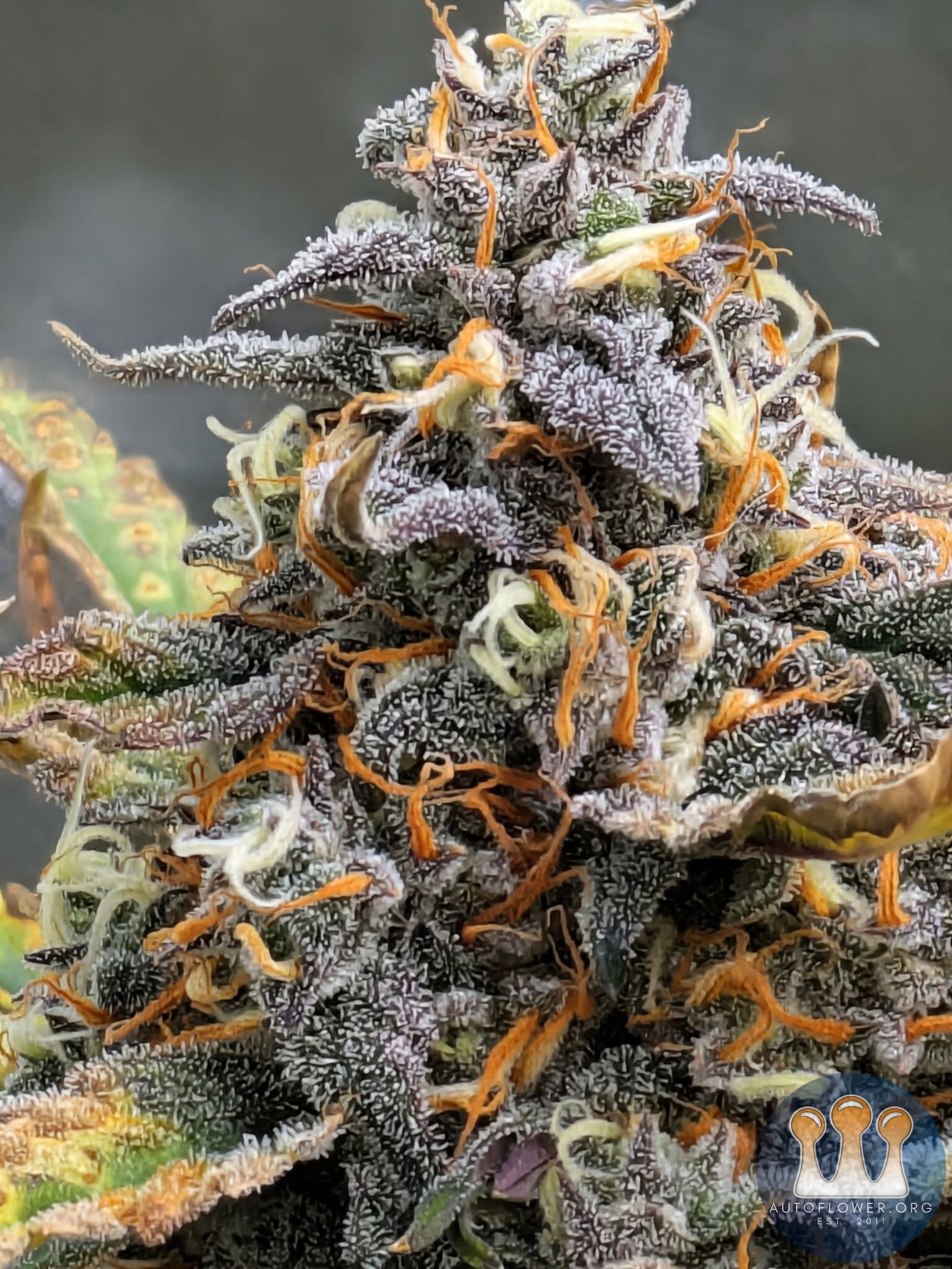 Dream beans - Bunny Tears