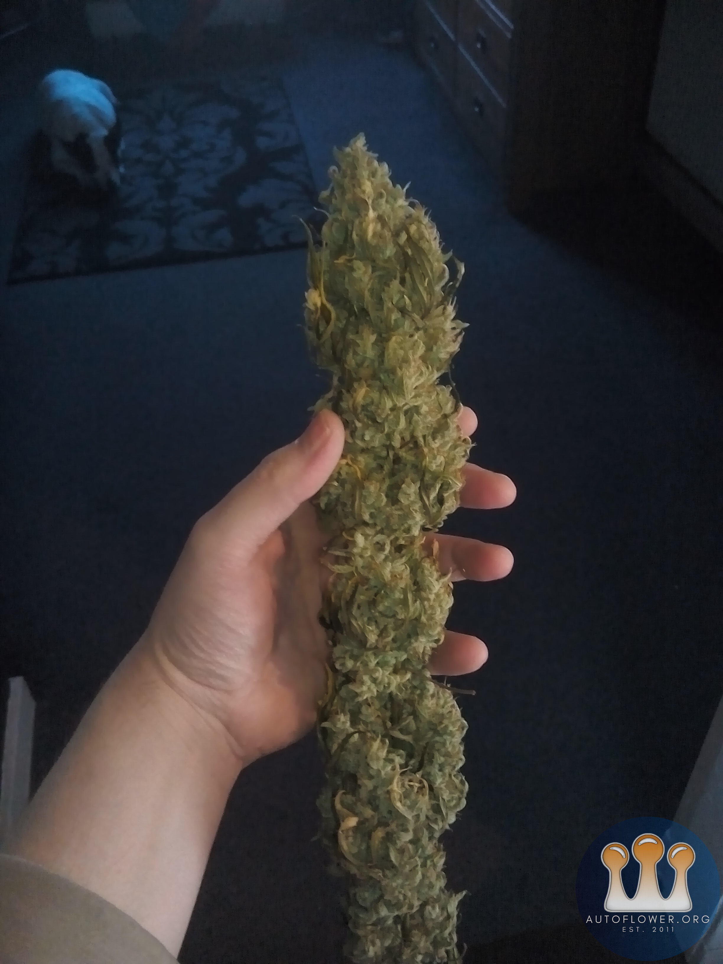 Dry white chem budd