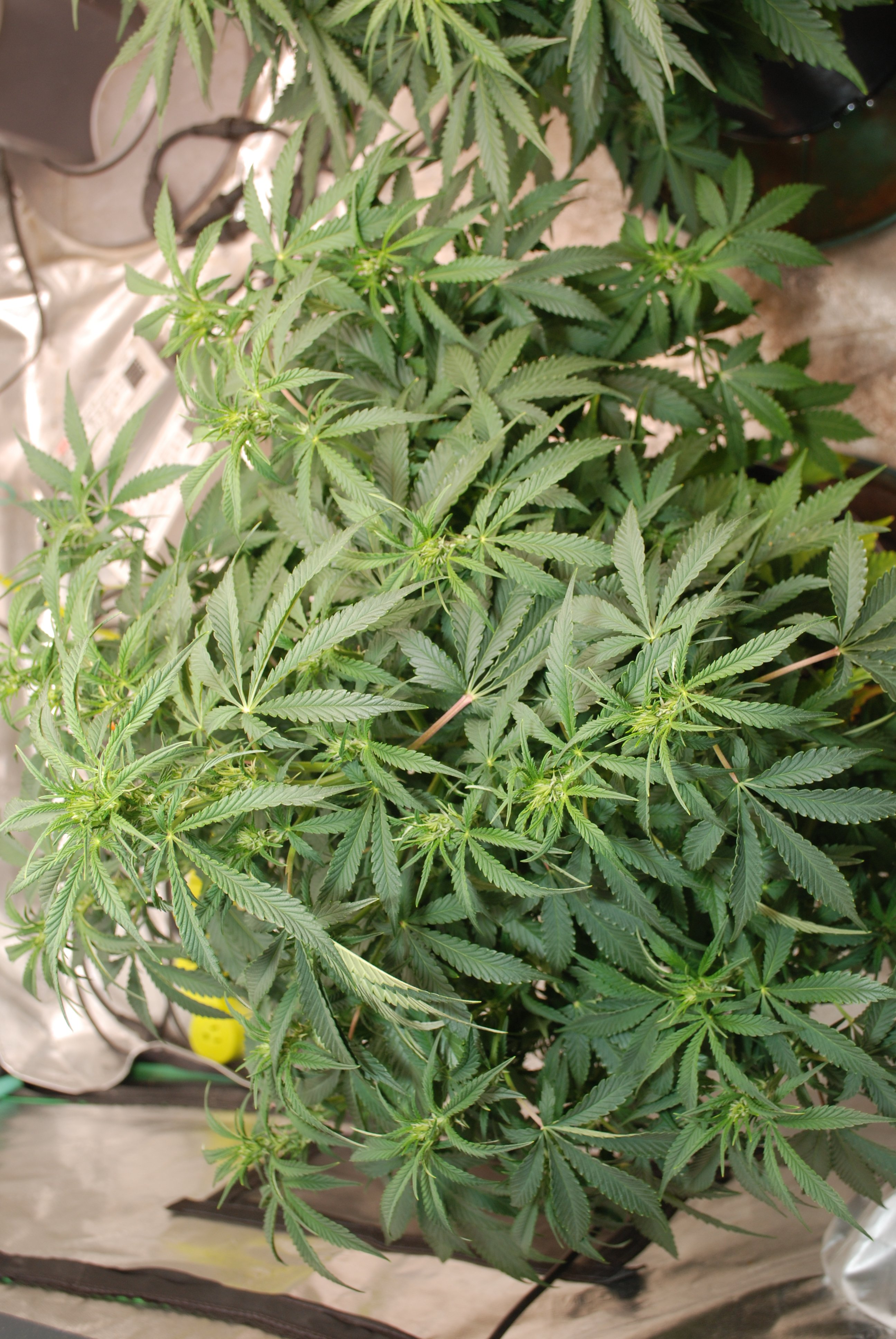 DSC_0010.JPG