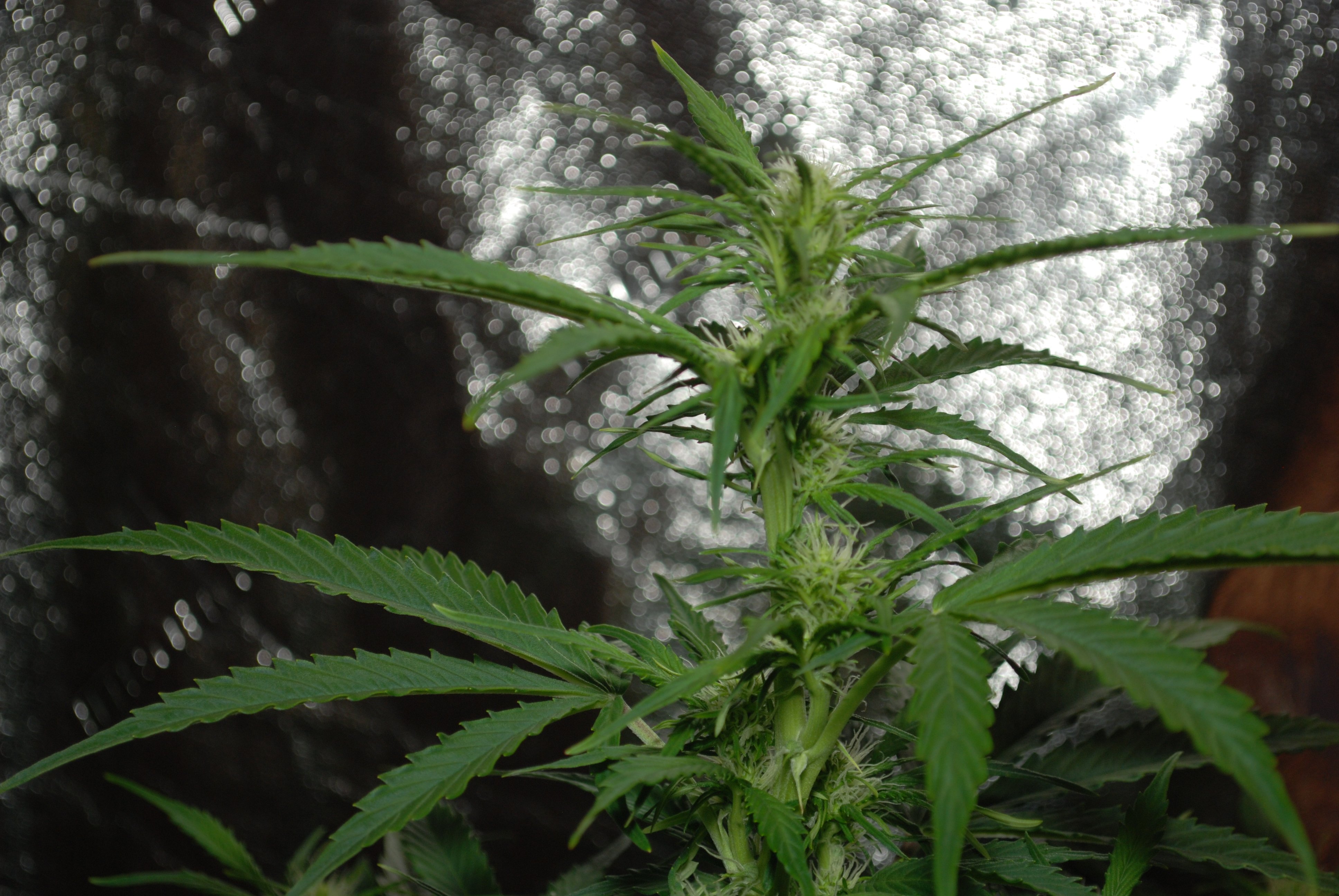 DSC_0139.JPG