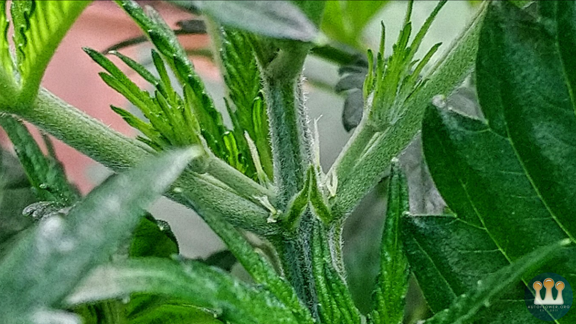 Ethos, Purple Thai
