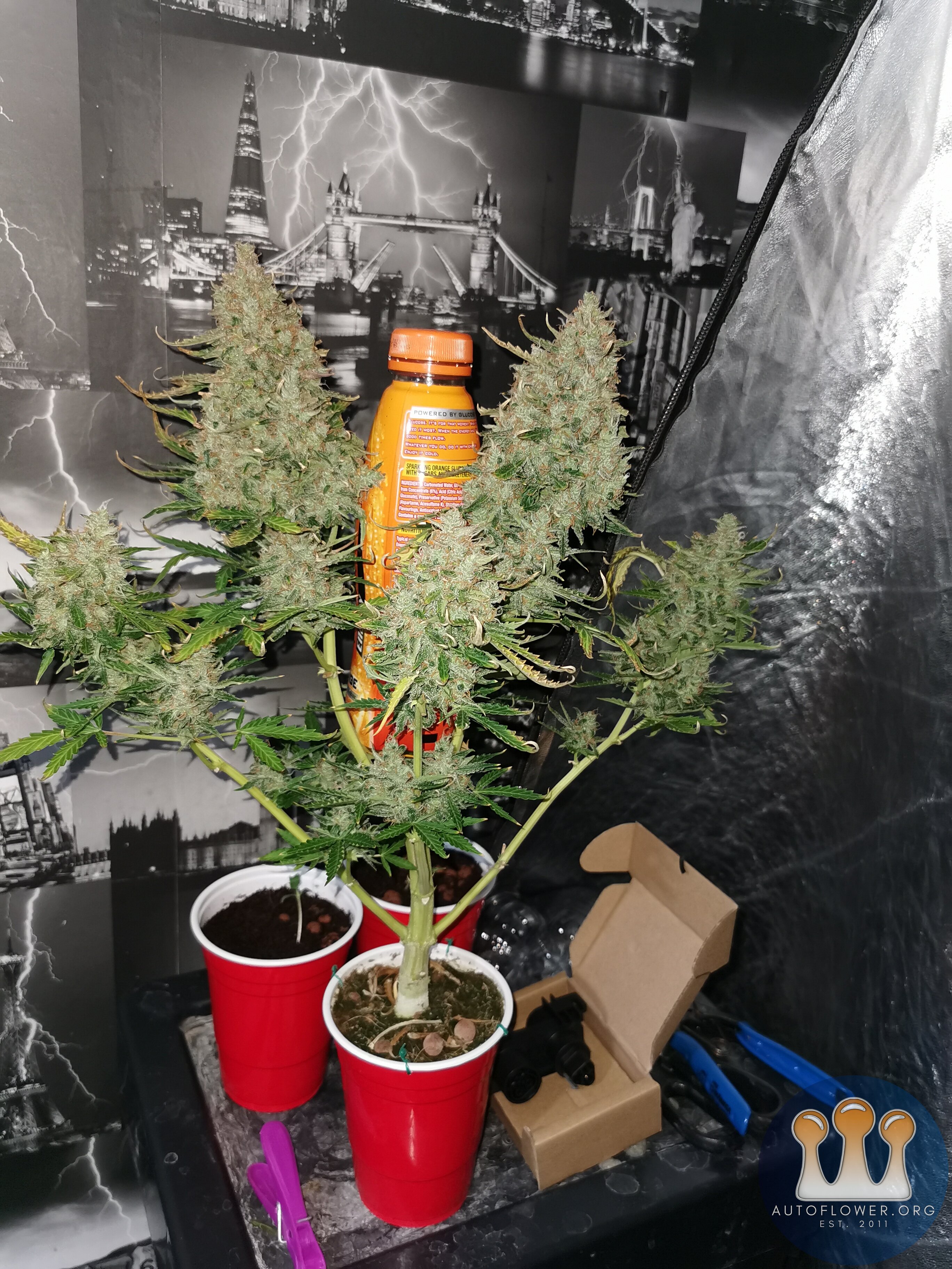 fastbuds wedding cheesecake.jpg The Autoflower Network