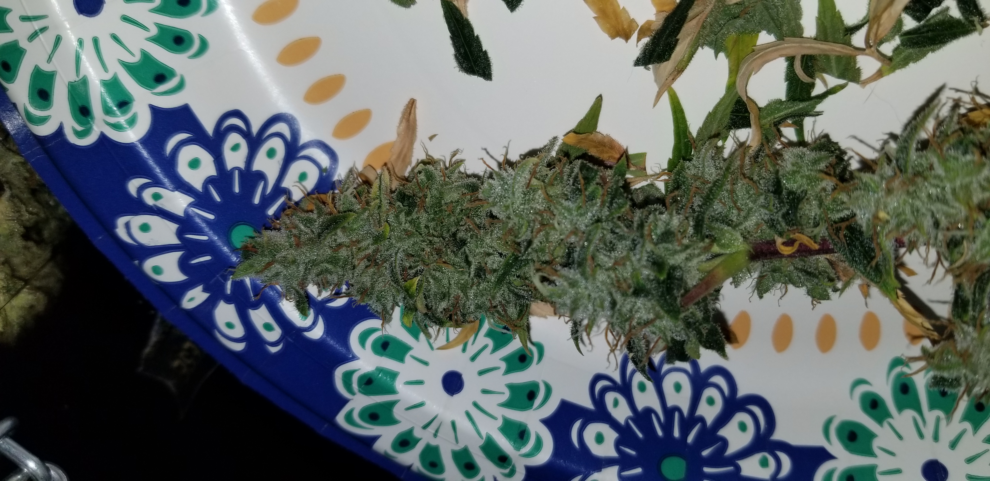 Female seeds lemon