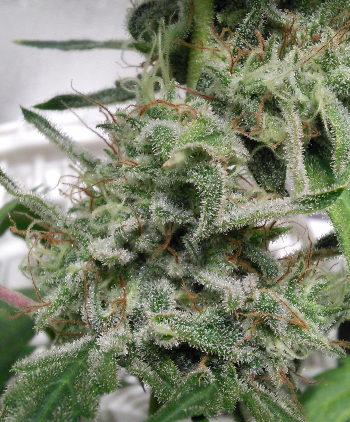 Forgotten Cookies
