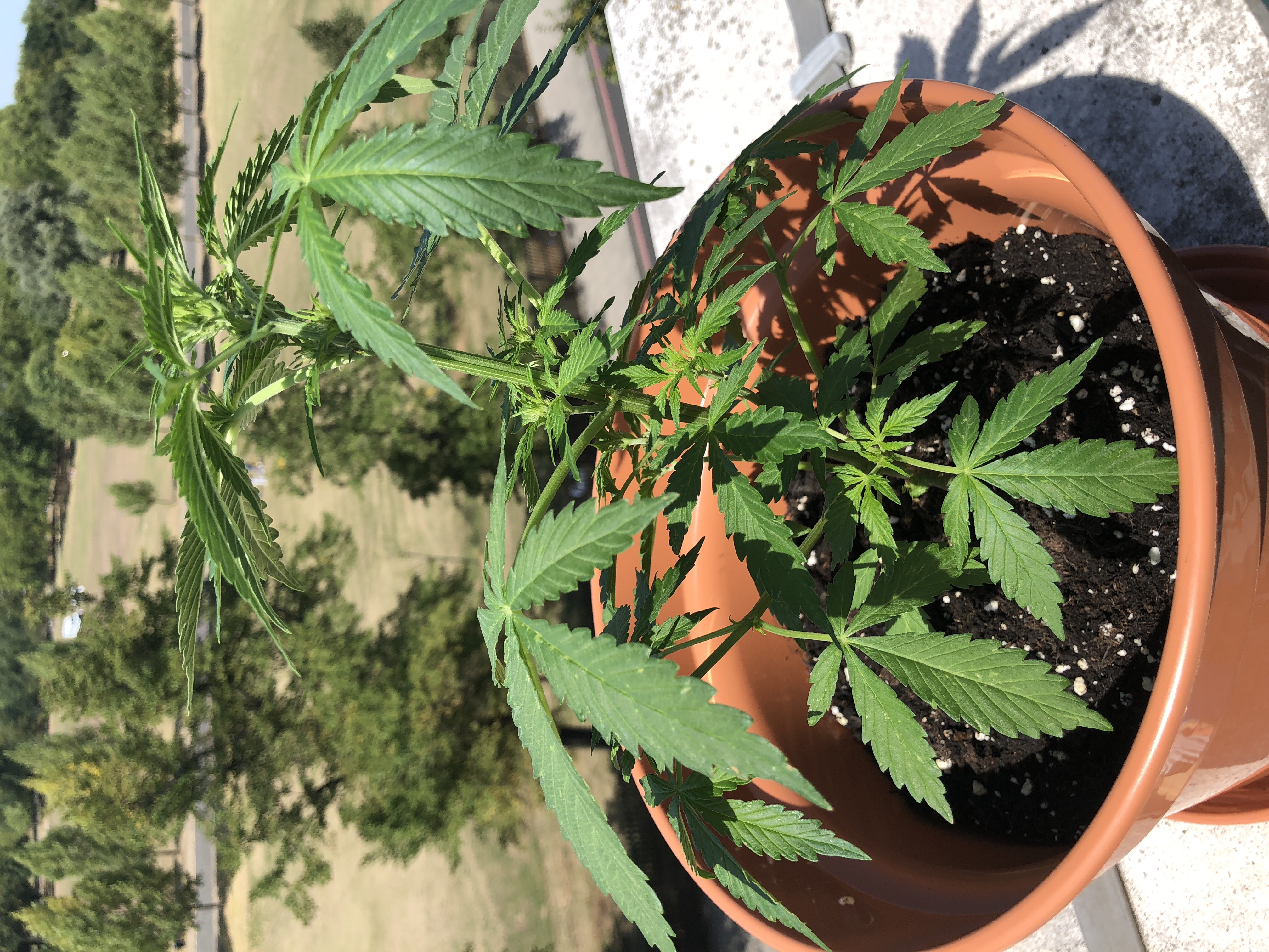 Full plant 1 month