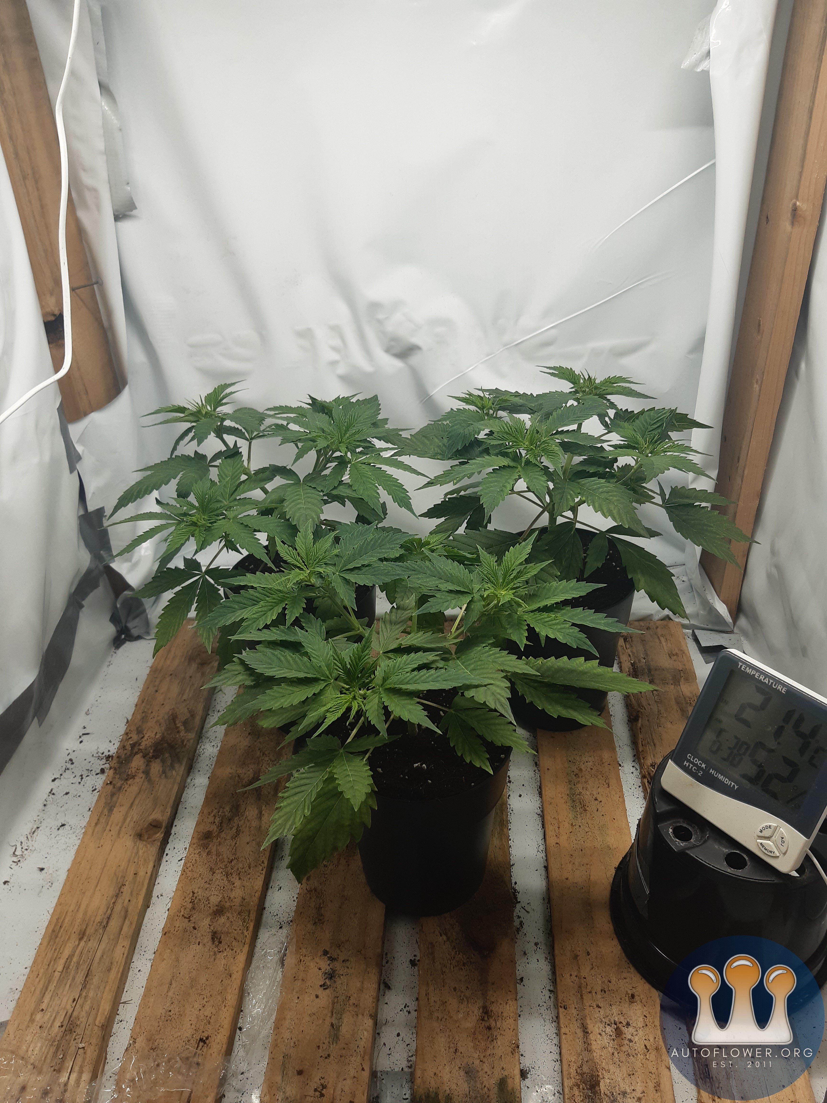 Gelato41 auto