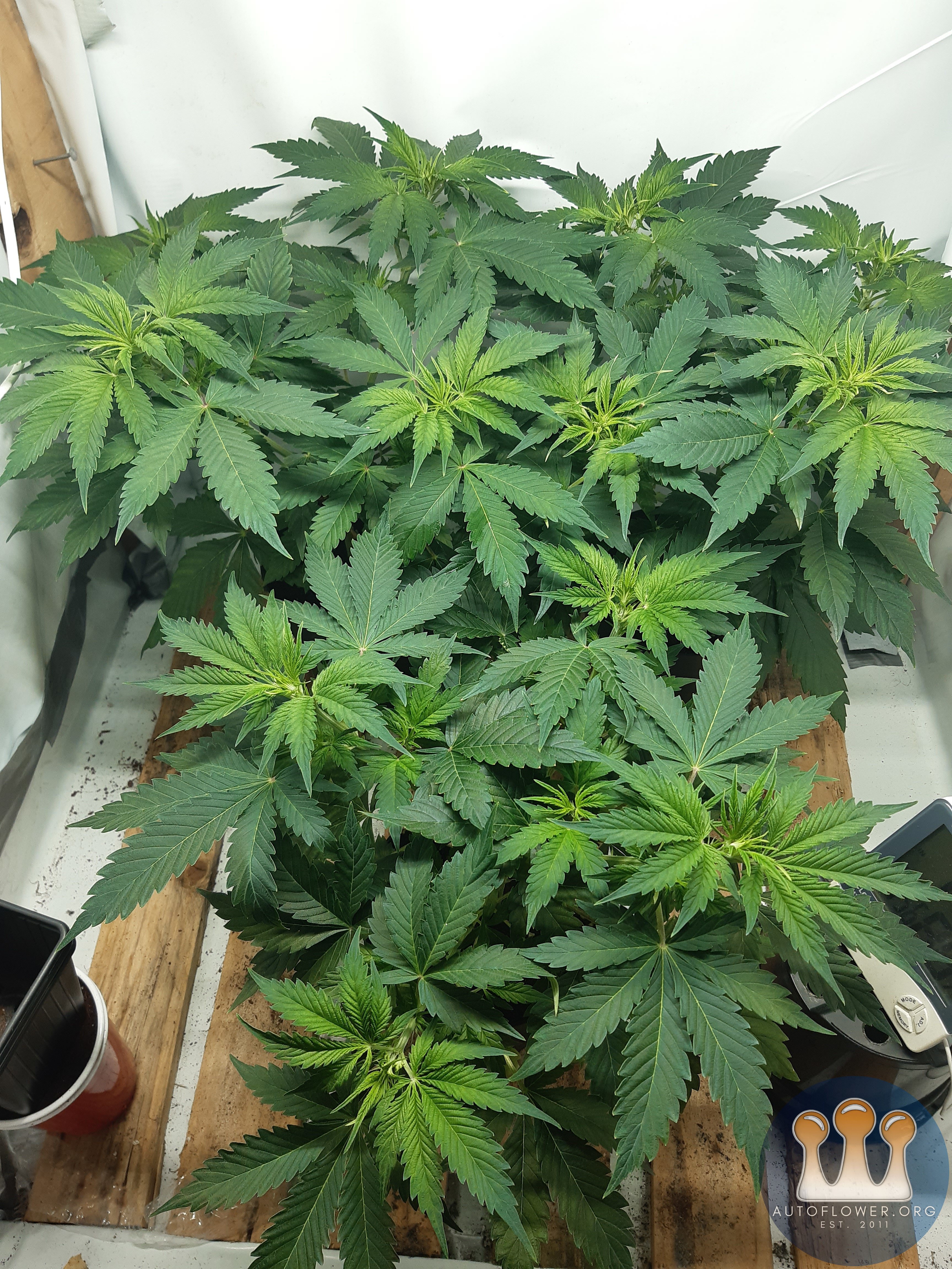 Gelato41 auto