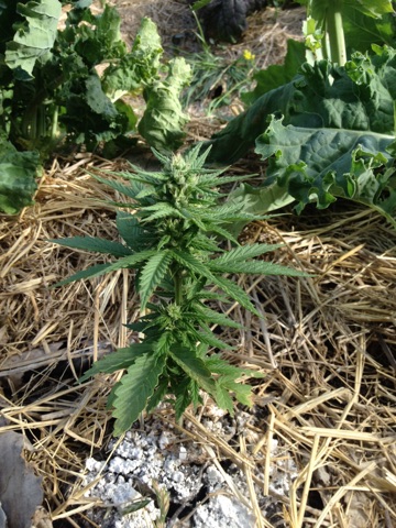 GSC_60