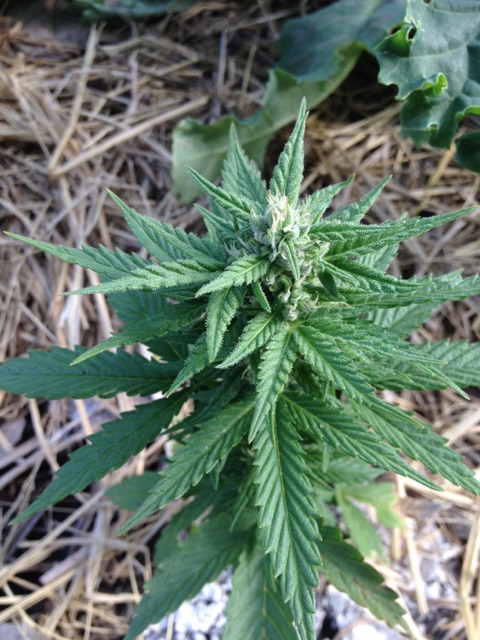 GSC_cola_60