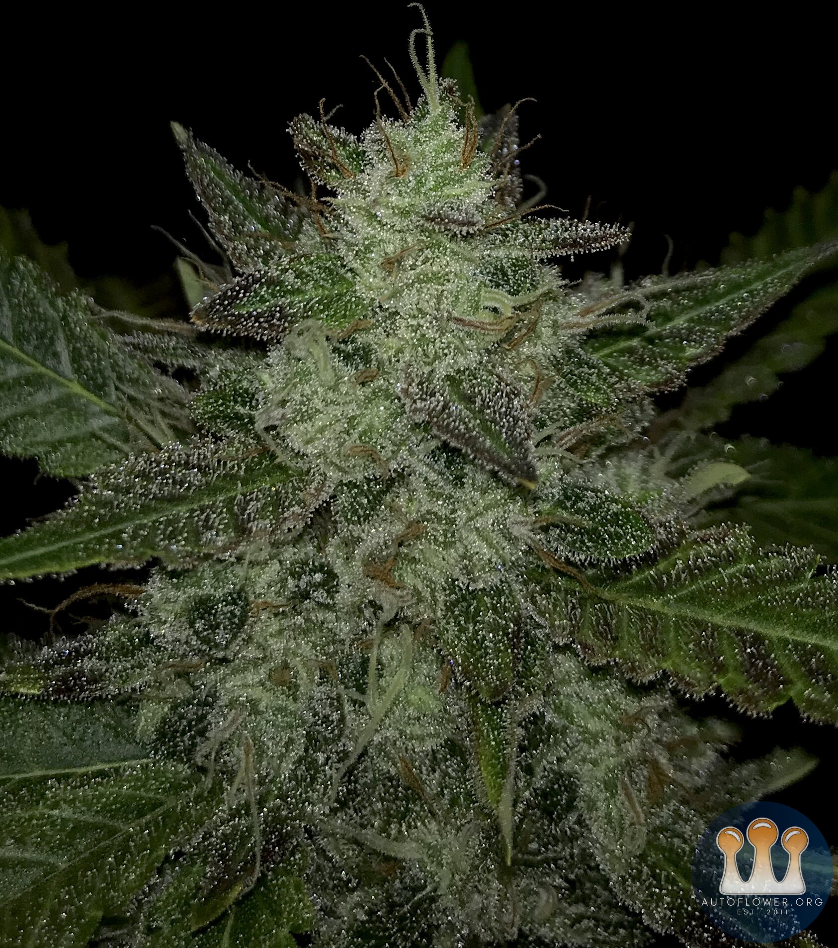 Iced Gushers- Rocbudinc