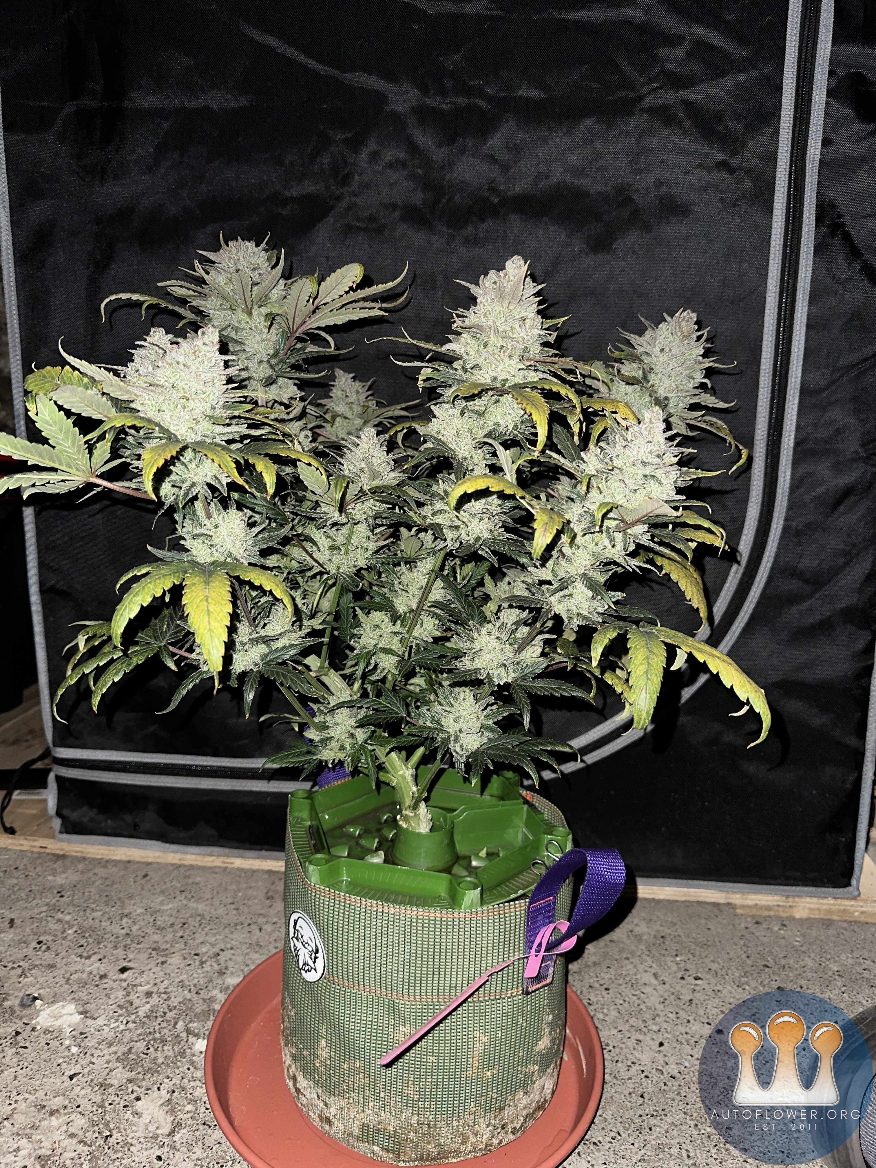 Jean-O's Cream Cheese Battle plant final poll pic