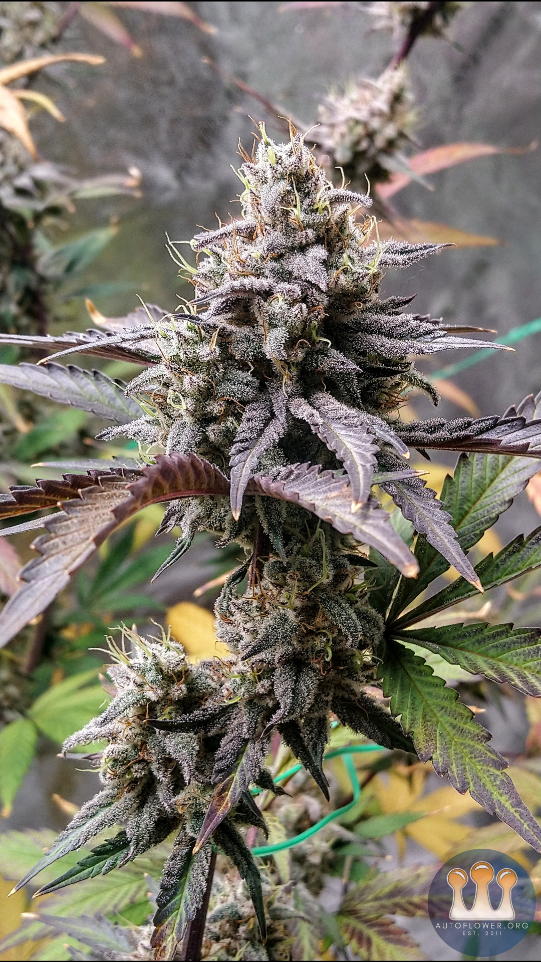 Jean-O's, Root Beer Float S2 Auto