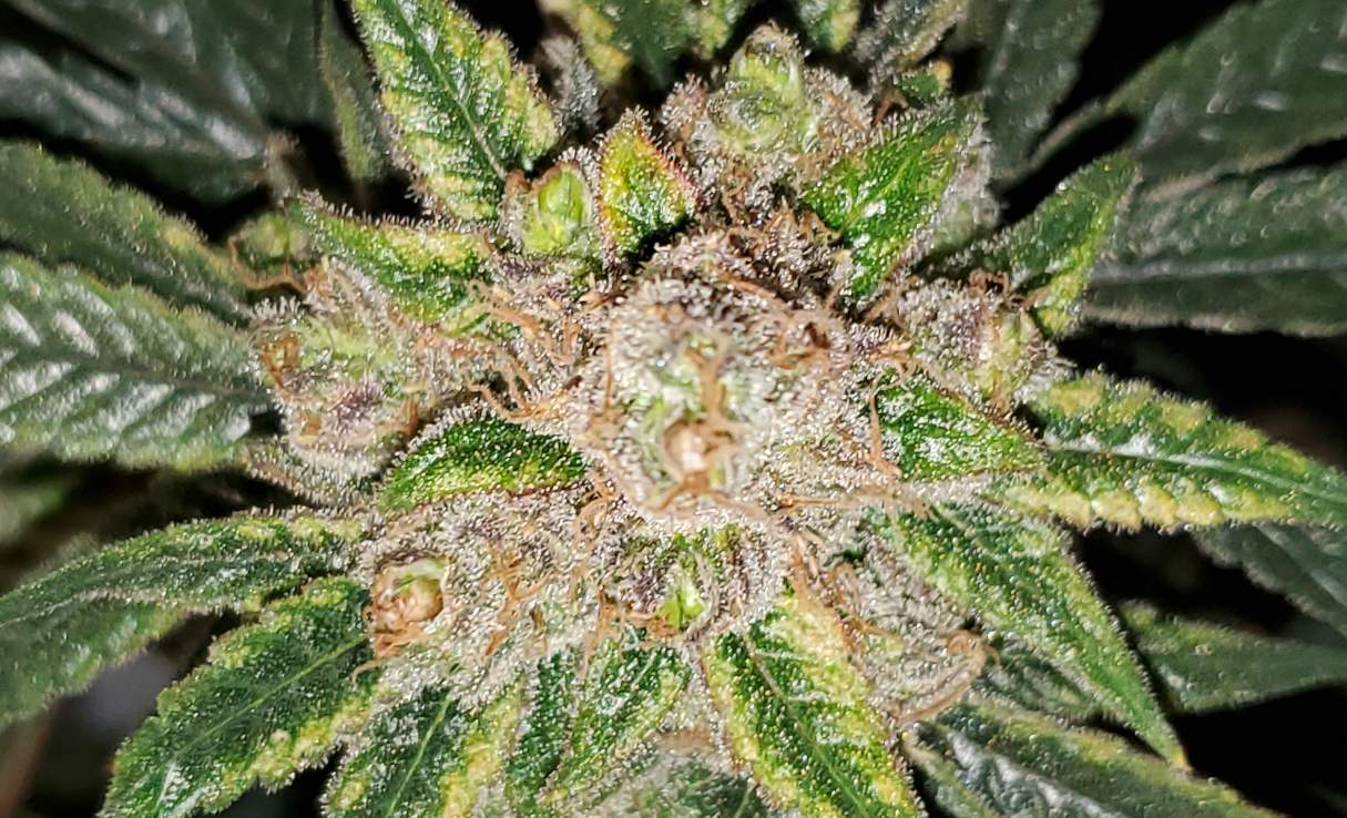 LemonZ_clone1_day82_cola.jpg