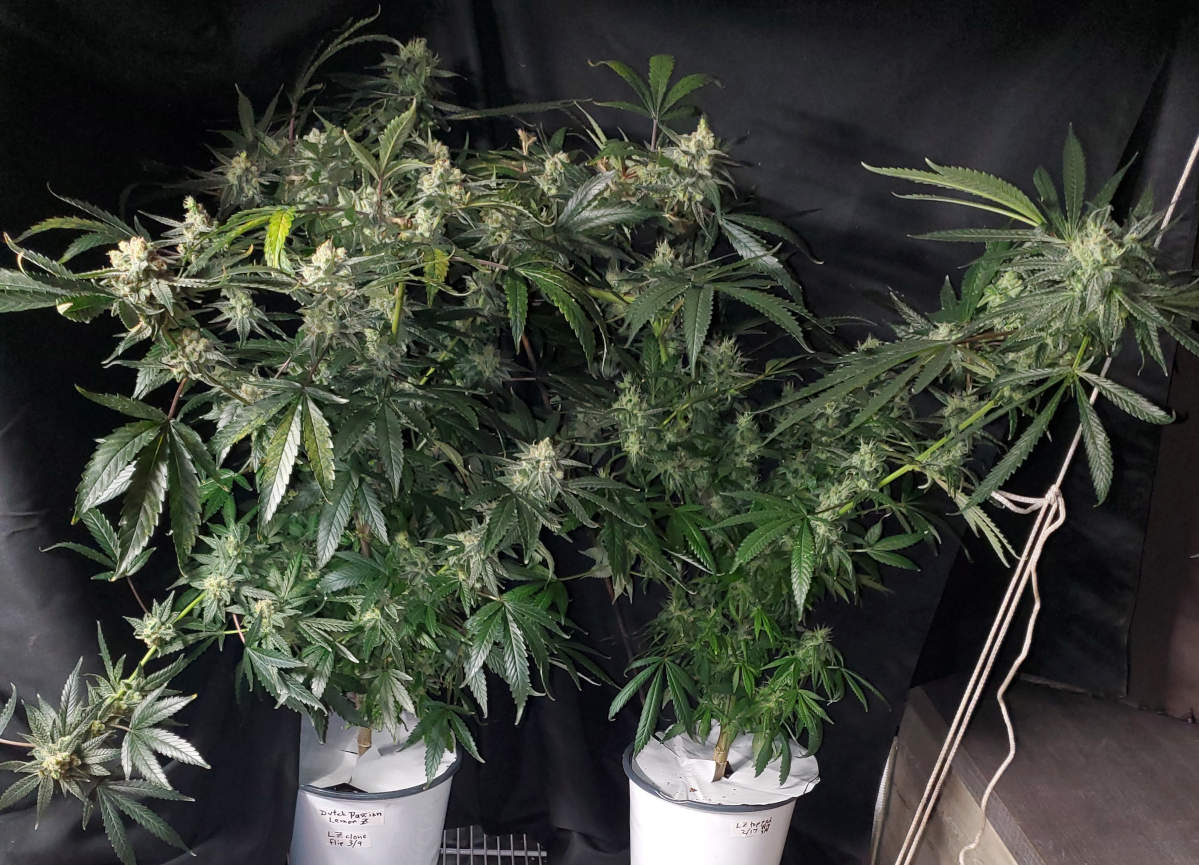 LemonZ_clone4-5_day57.jpg