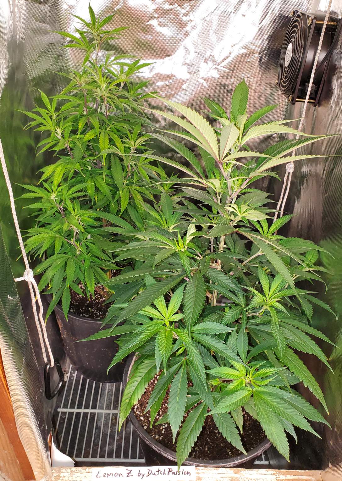 LemonZ_clone8-9_transplanted7days.jpg