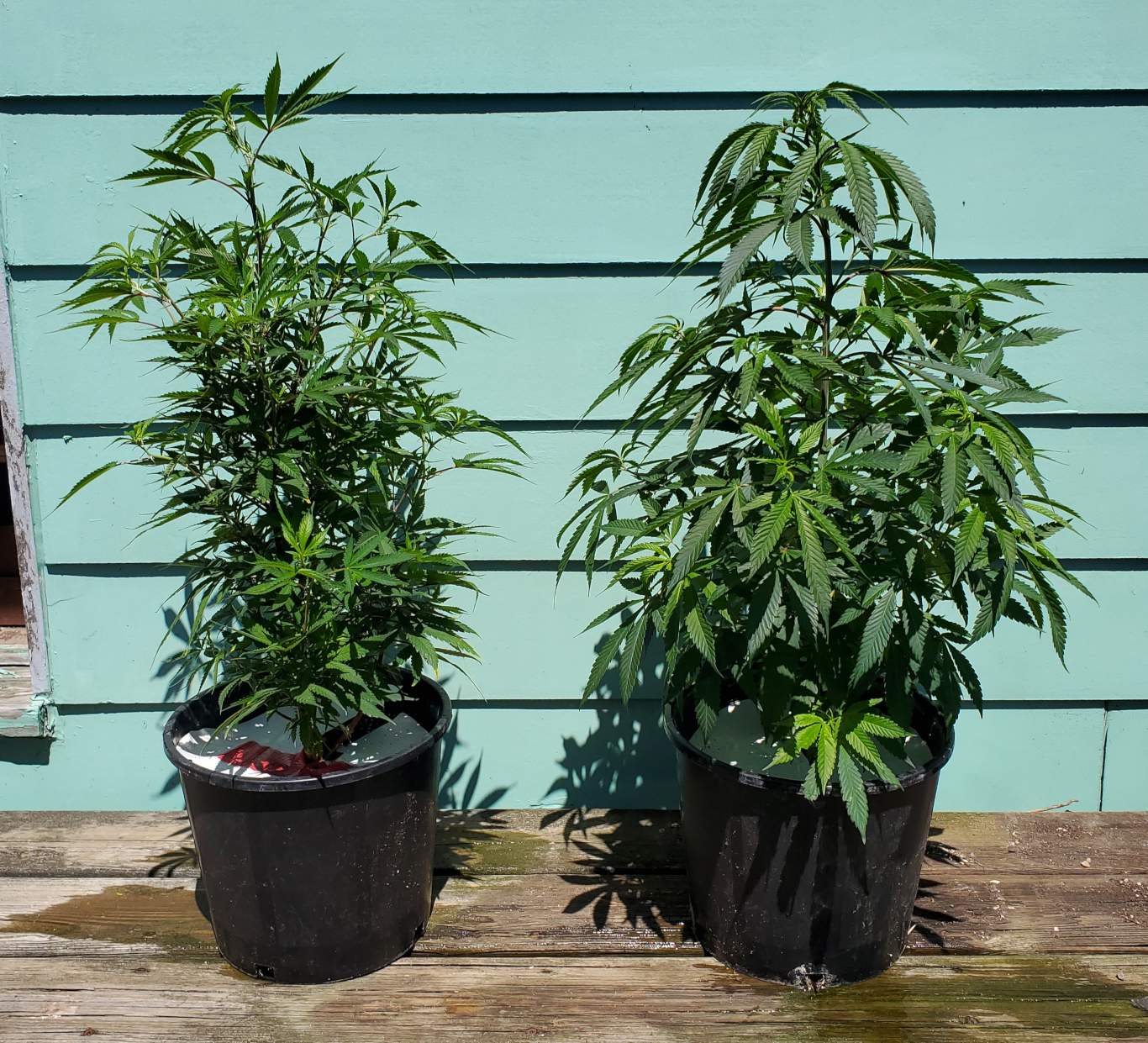 LemonZ_clones8-9_day1.jpg