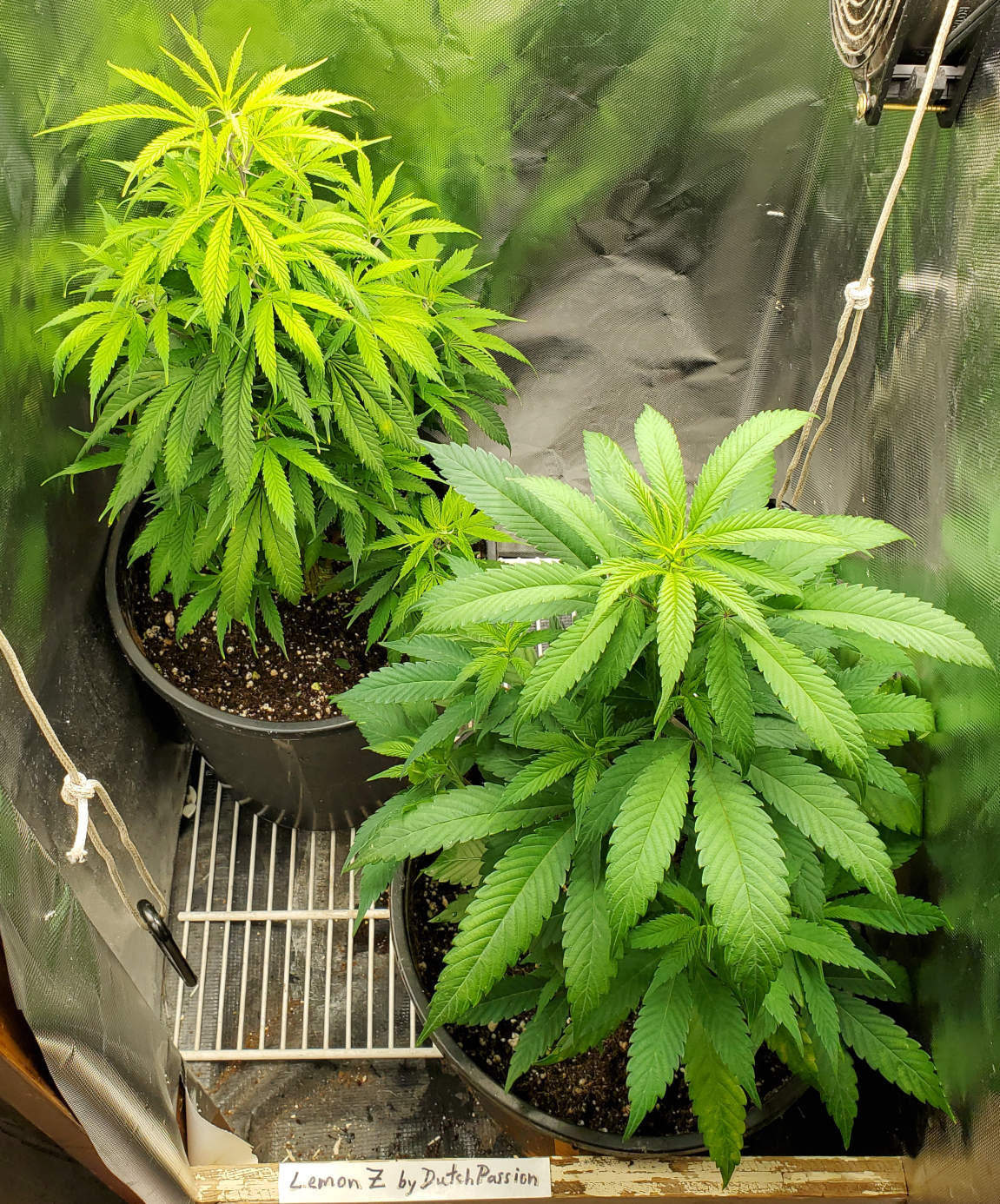 LemonZ_clones8-9_transplanted.jpg
