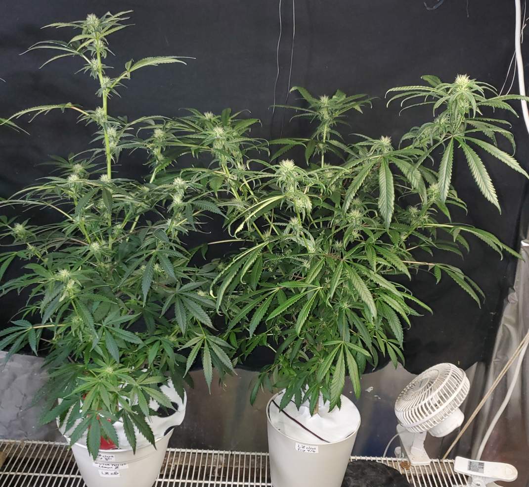 LZ_clone6-7_day29.jpg