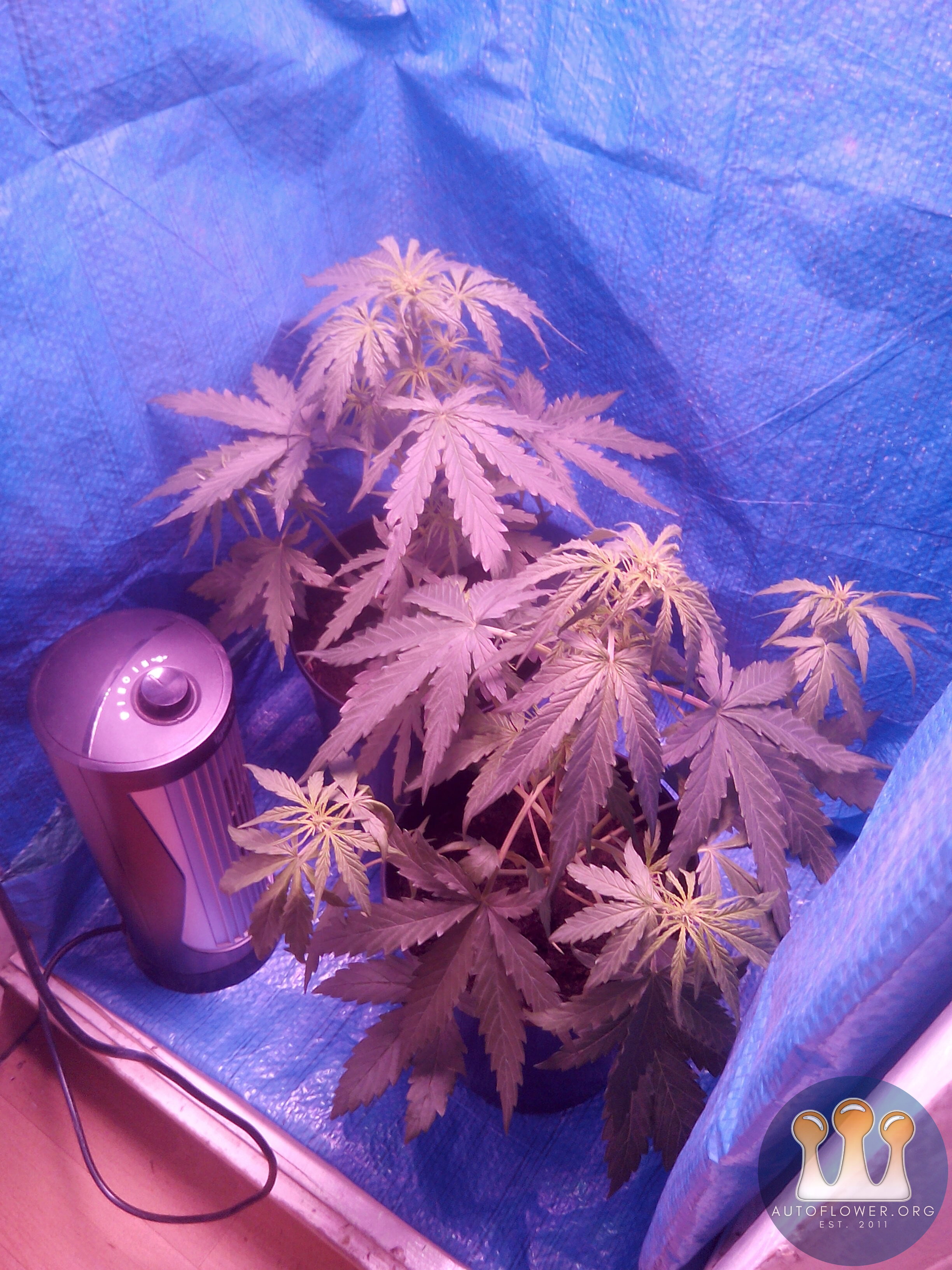 Male bccw