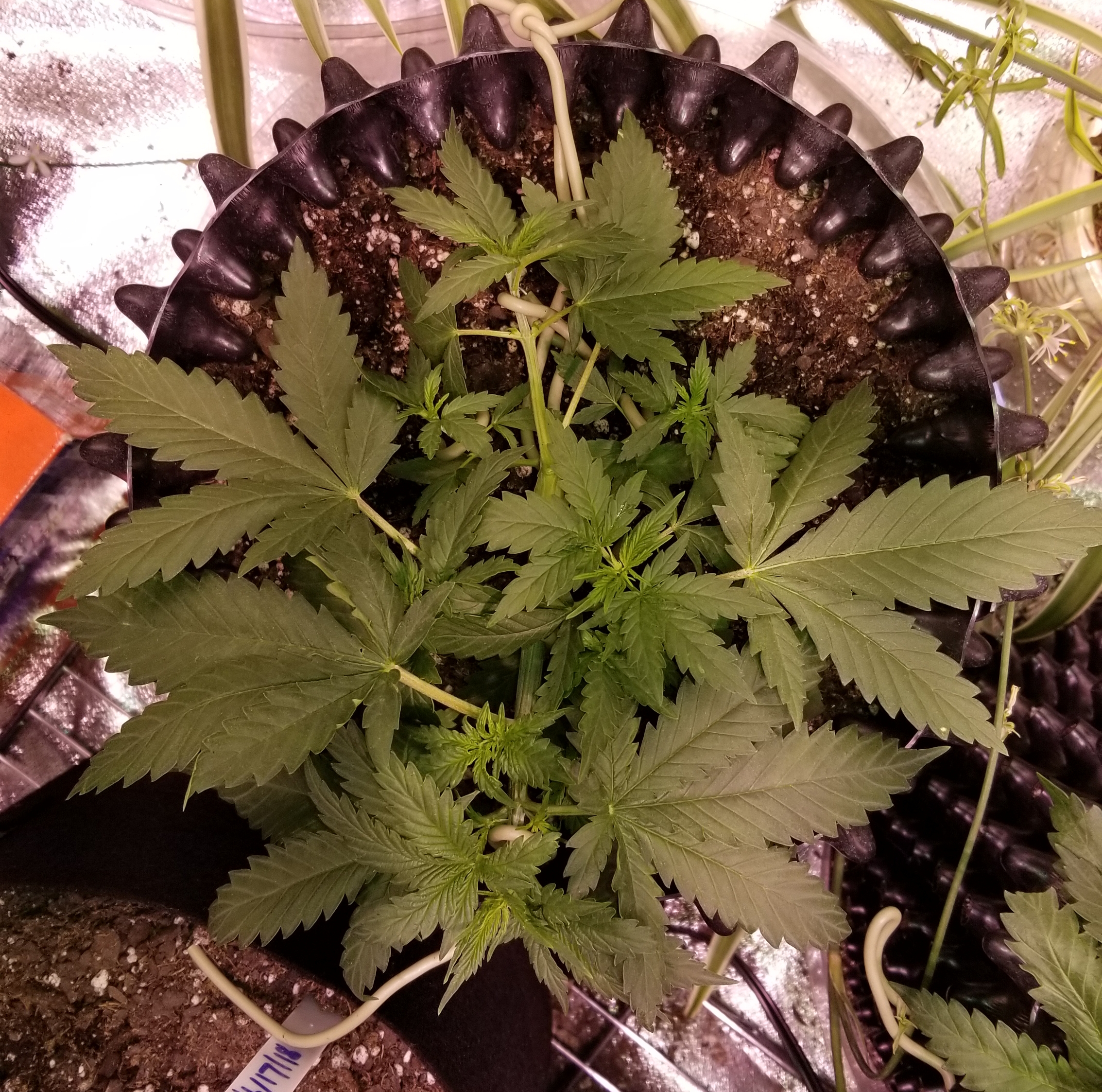 Mandarin Haze - Day 22 - Day 3 Of LST