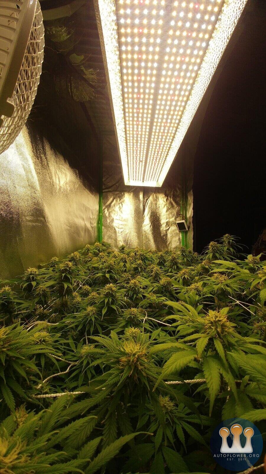 Mars Hydro TSL2000 grow feedback