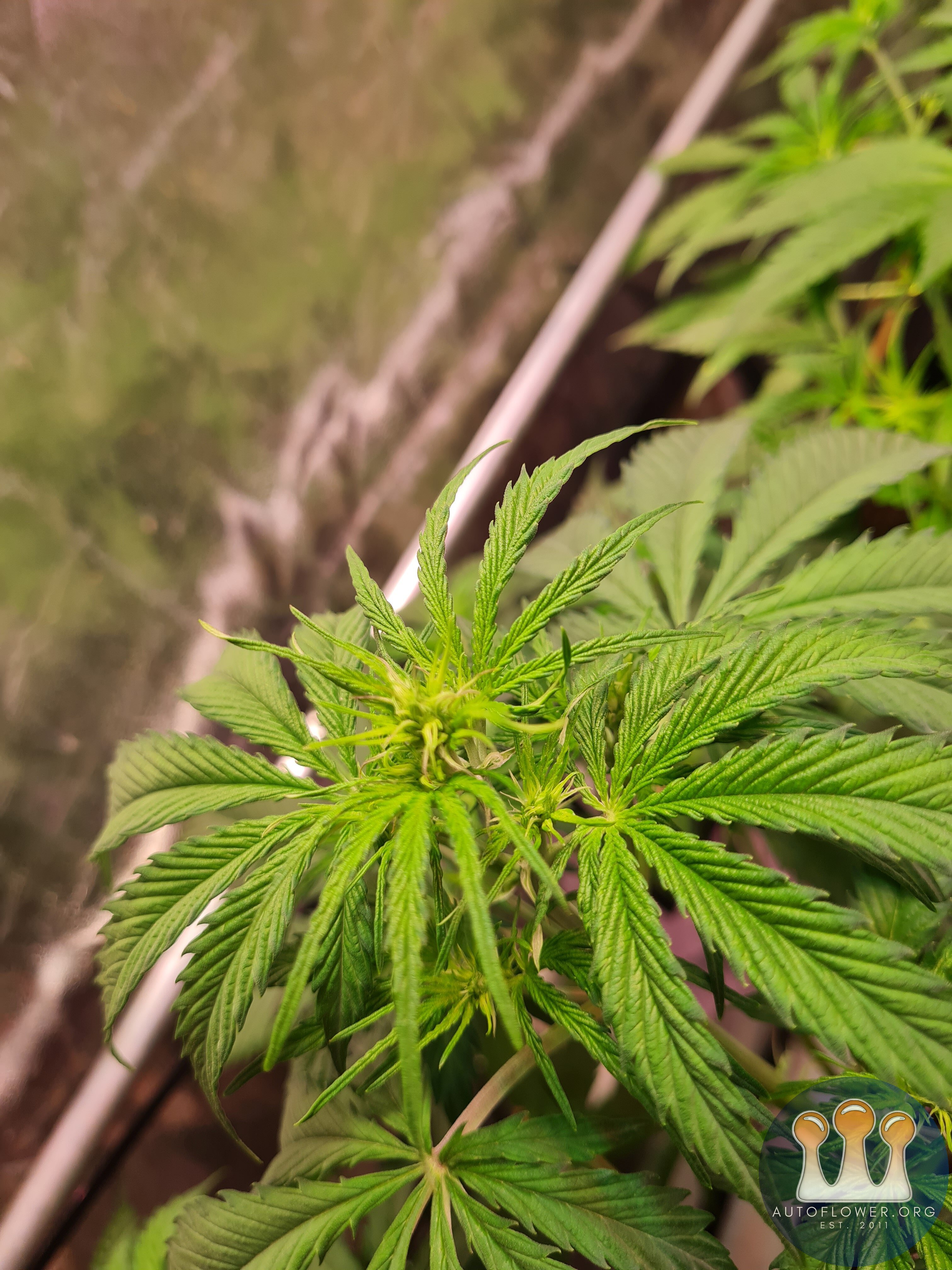 Melonade runtz auto