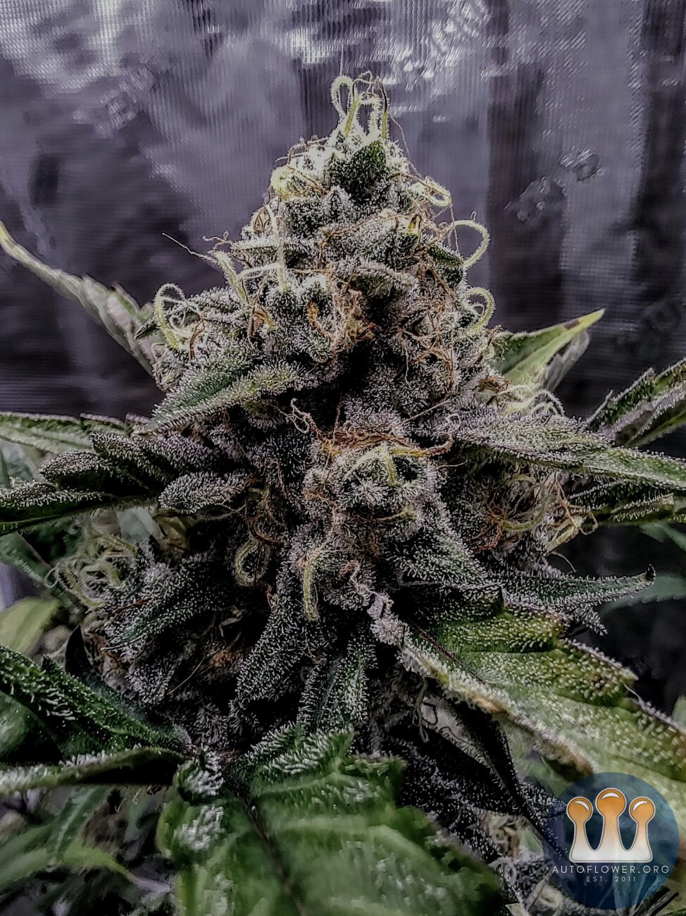 Mephisto Genetics,  Sundae Thumper Tester