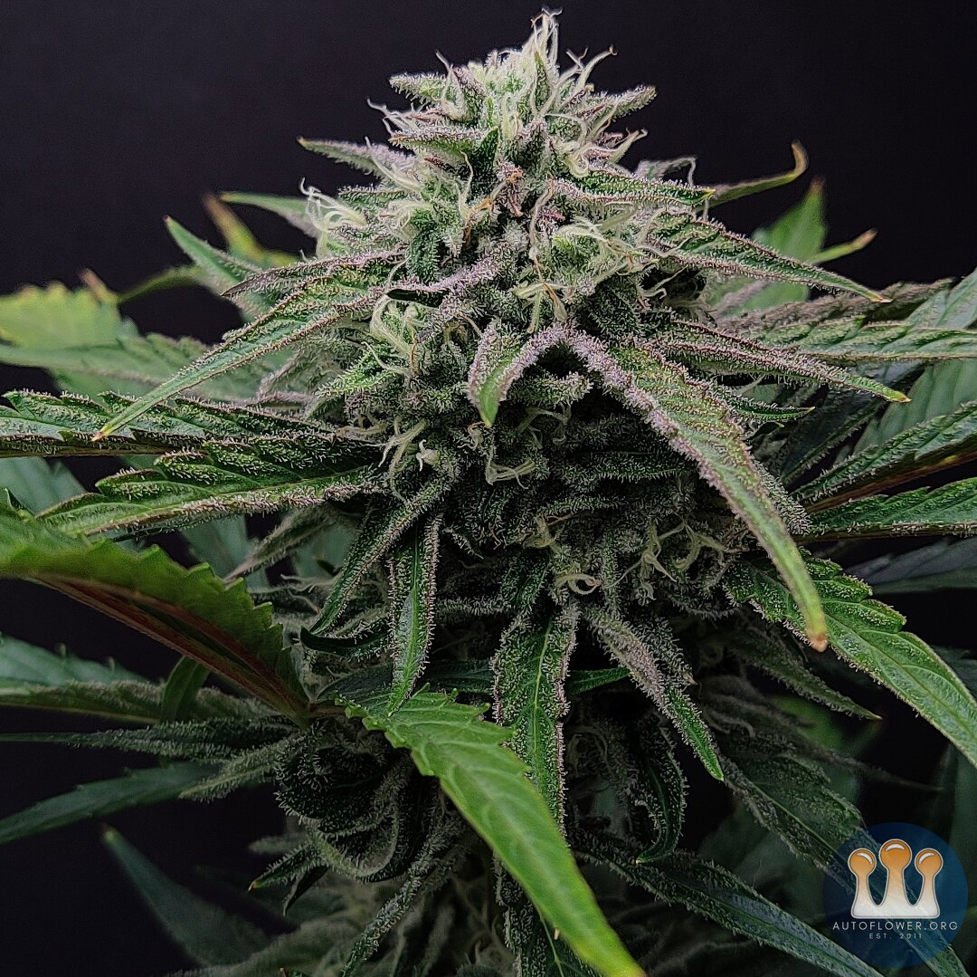 Mephisto Genetics Walter White BX1 Tester