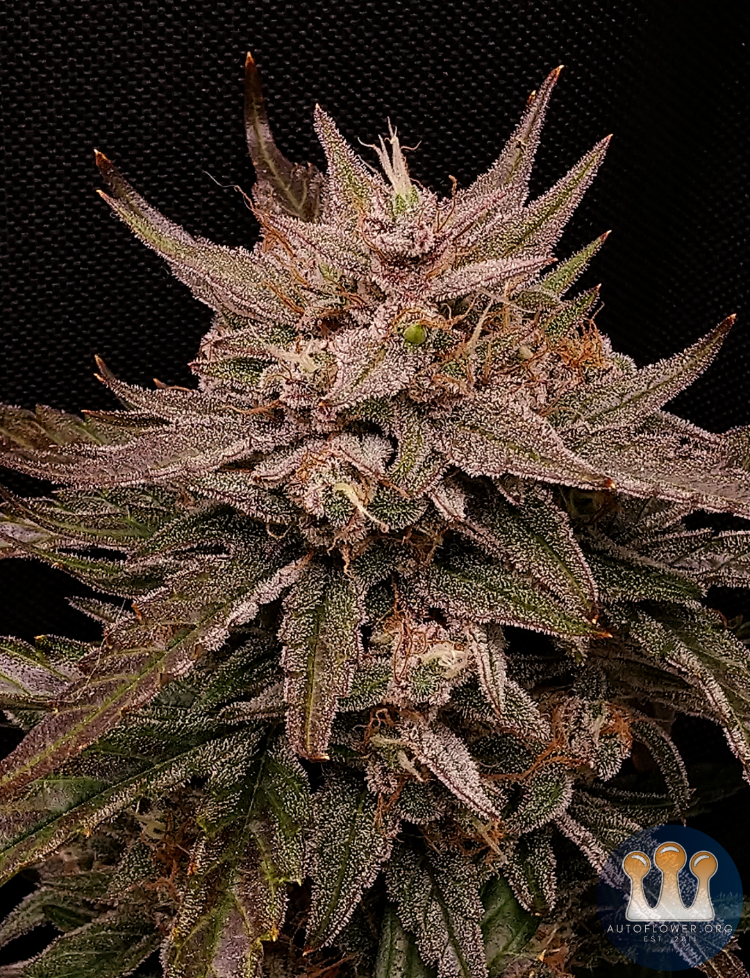 Mephisto,  Ripley's OG