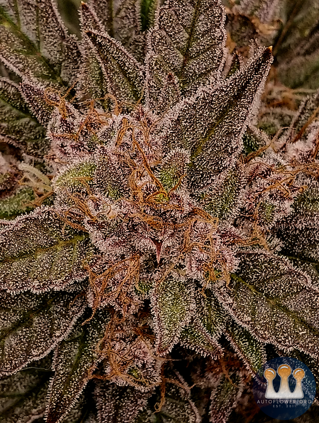 Mephisto, Ripley's OG