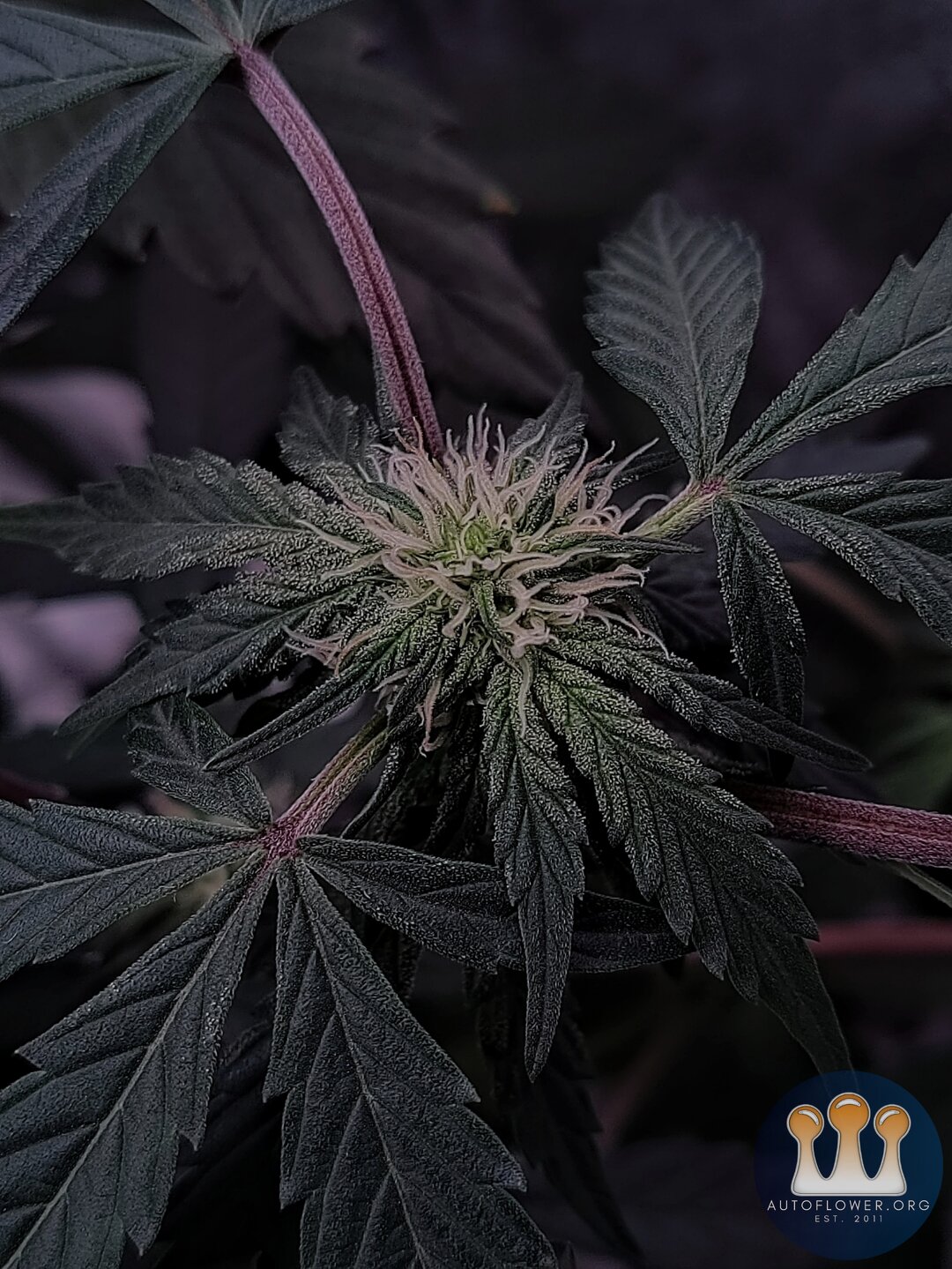 Night Owl Seeds,  Chem N Juice F4 Tester