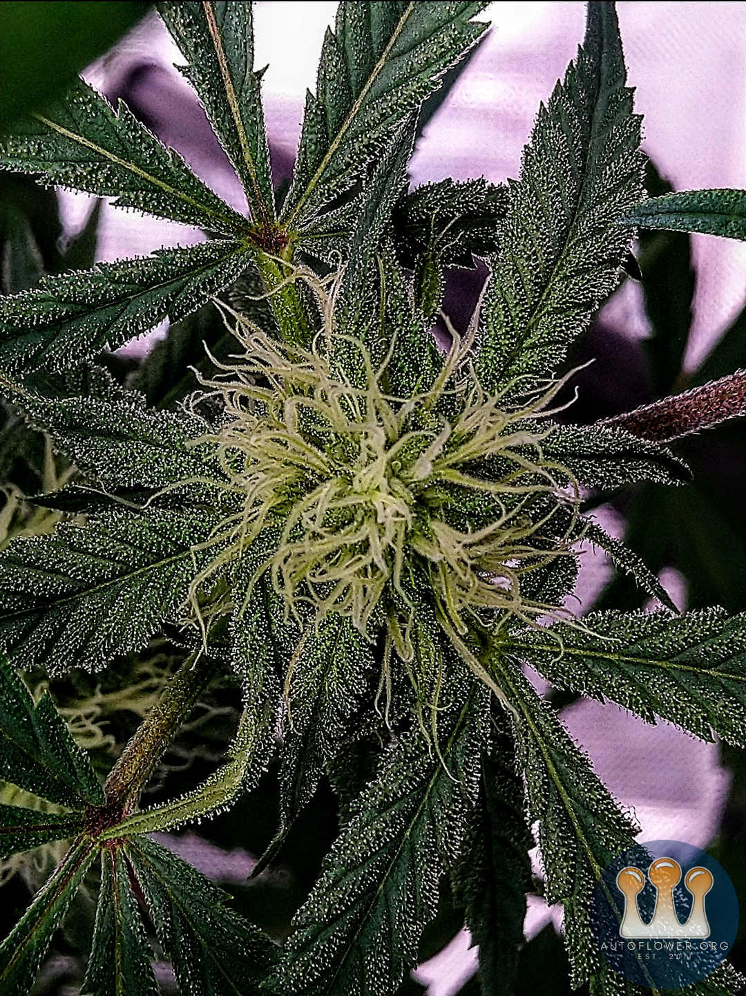 Night Owl Seeds, Creme De La Compton F3