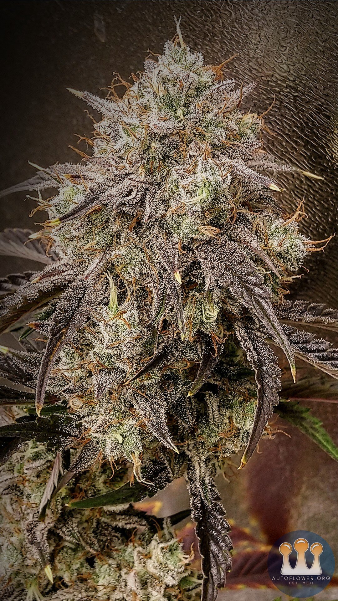 Night Owl Seeds, Star Spangled Banner III