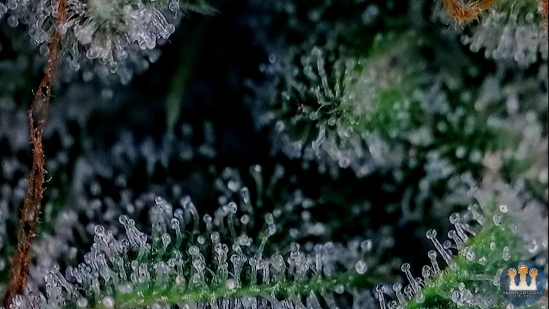 Nocturnal Lights Trichome Check