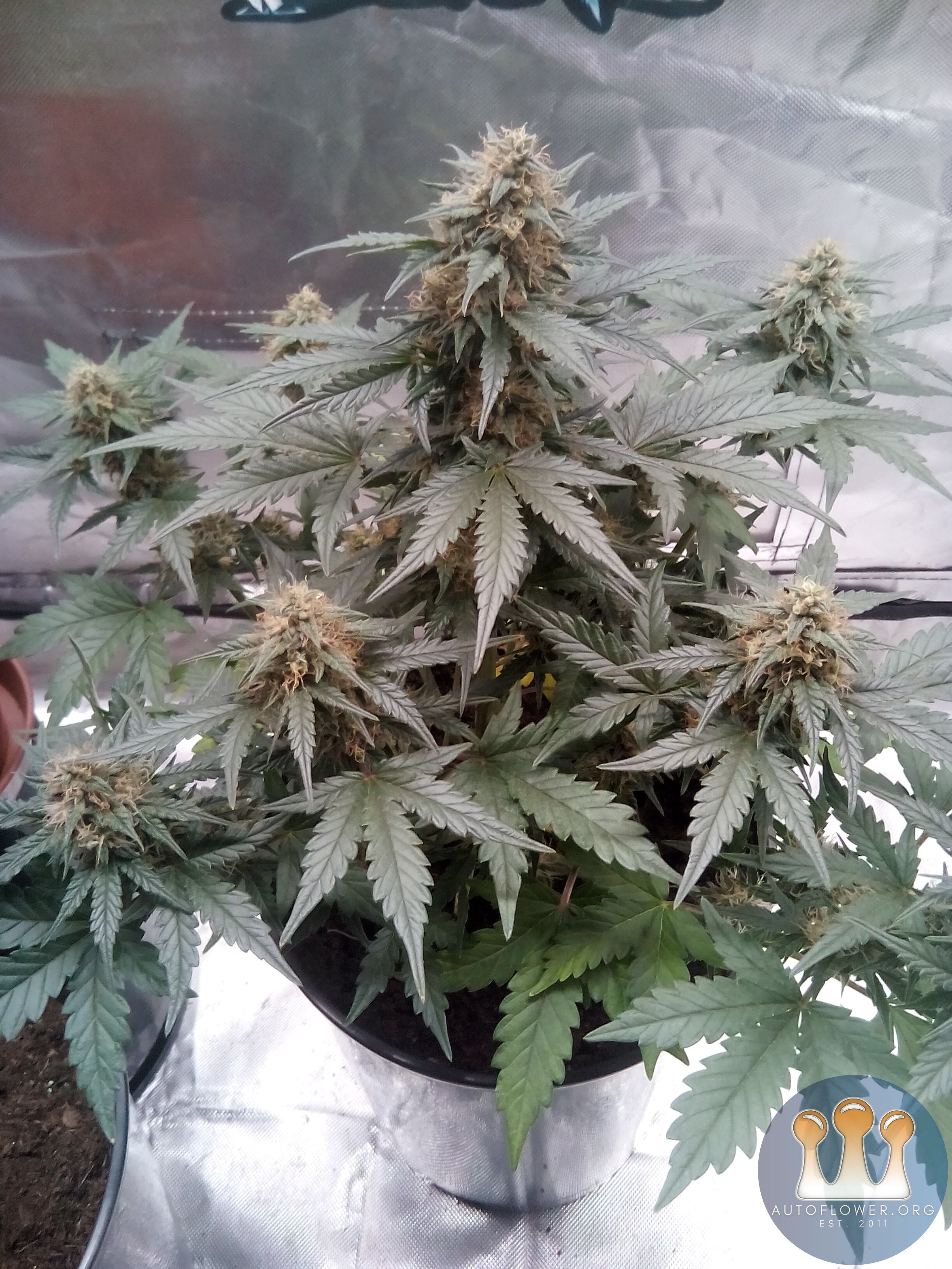Nuggets gen 2