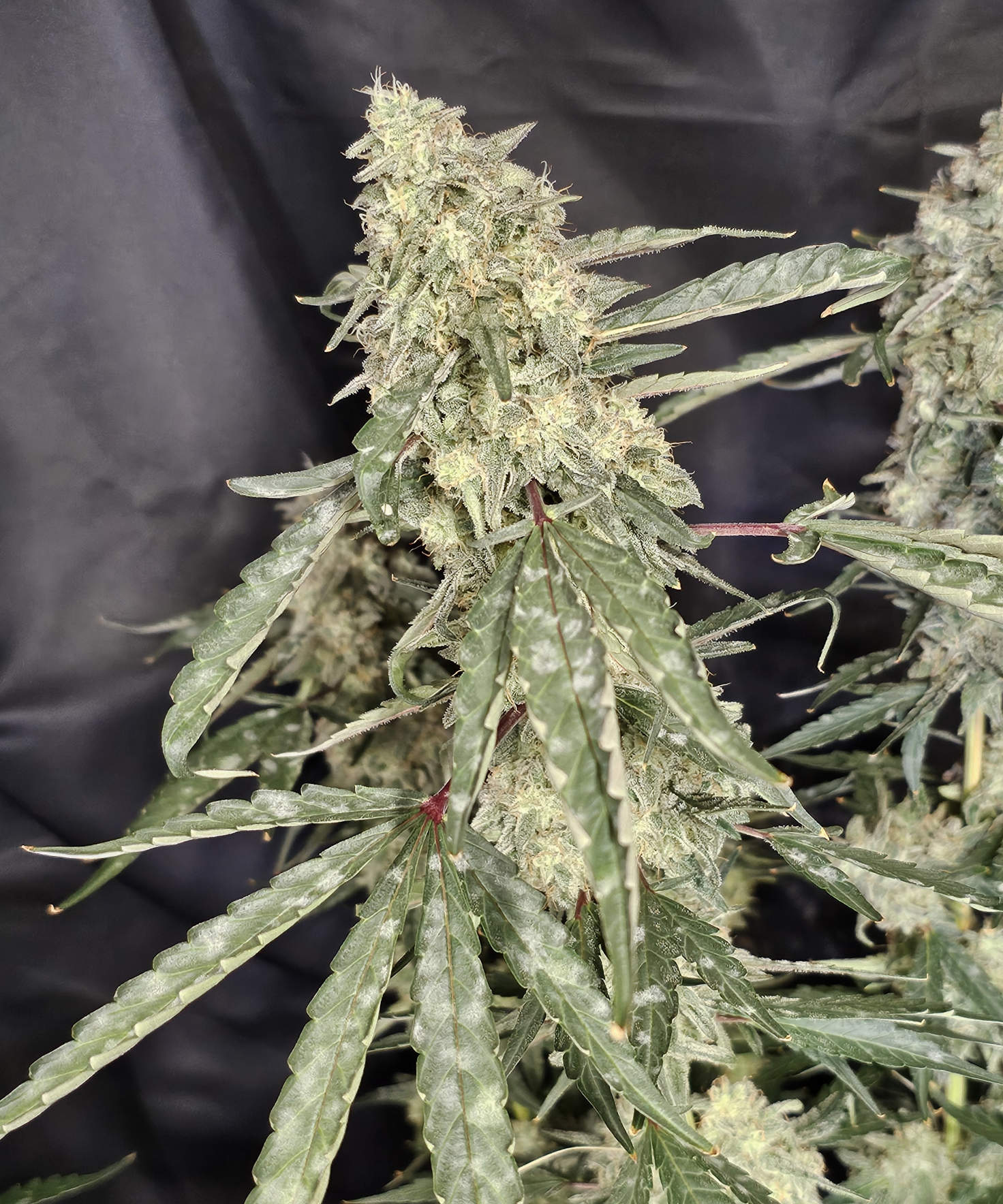 OAxPBB.6_day81_cola.jpg